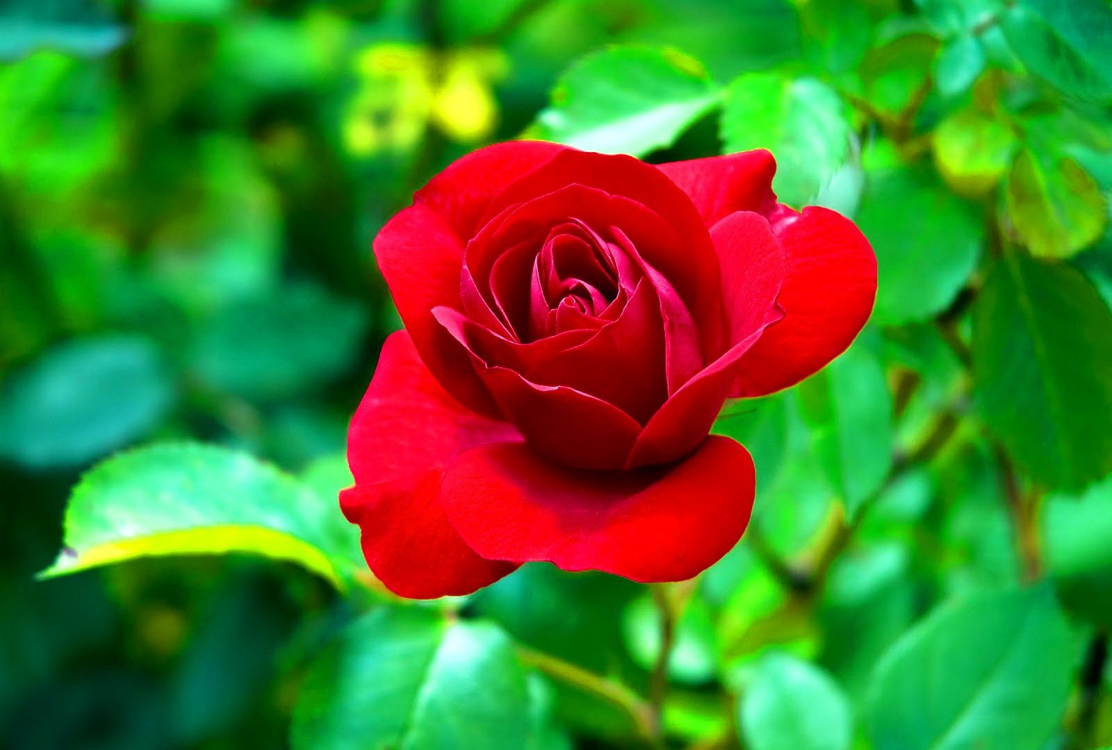Flower Queen Red Rose Leaves Garden Wallpaper For Mobile - Garden Roses , HD Wallpaper & Backgrounds