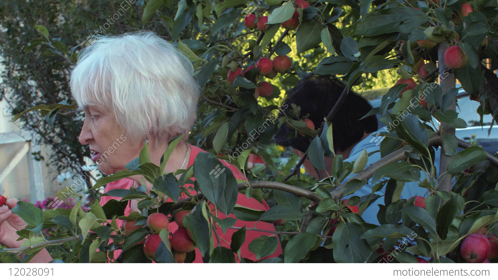 Elderly Woman In Apple Garden Among Fruit Trees In - Blond , HD Wallpaper & Backgrounds