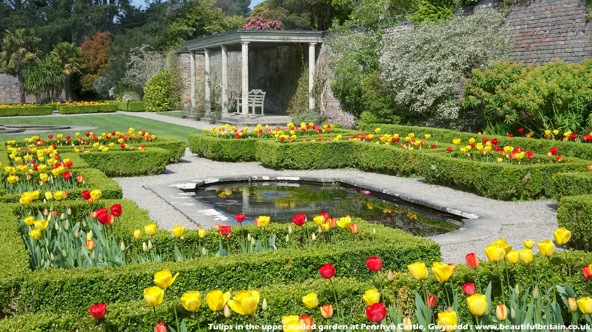 Tulips In The Upper Walled Garden At Penrhyn Castle - Yard , HD Wallpaper & Backgrounds
