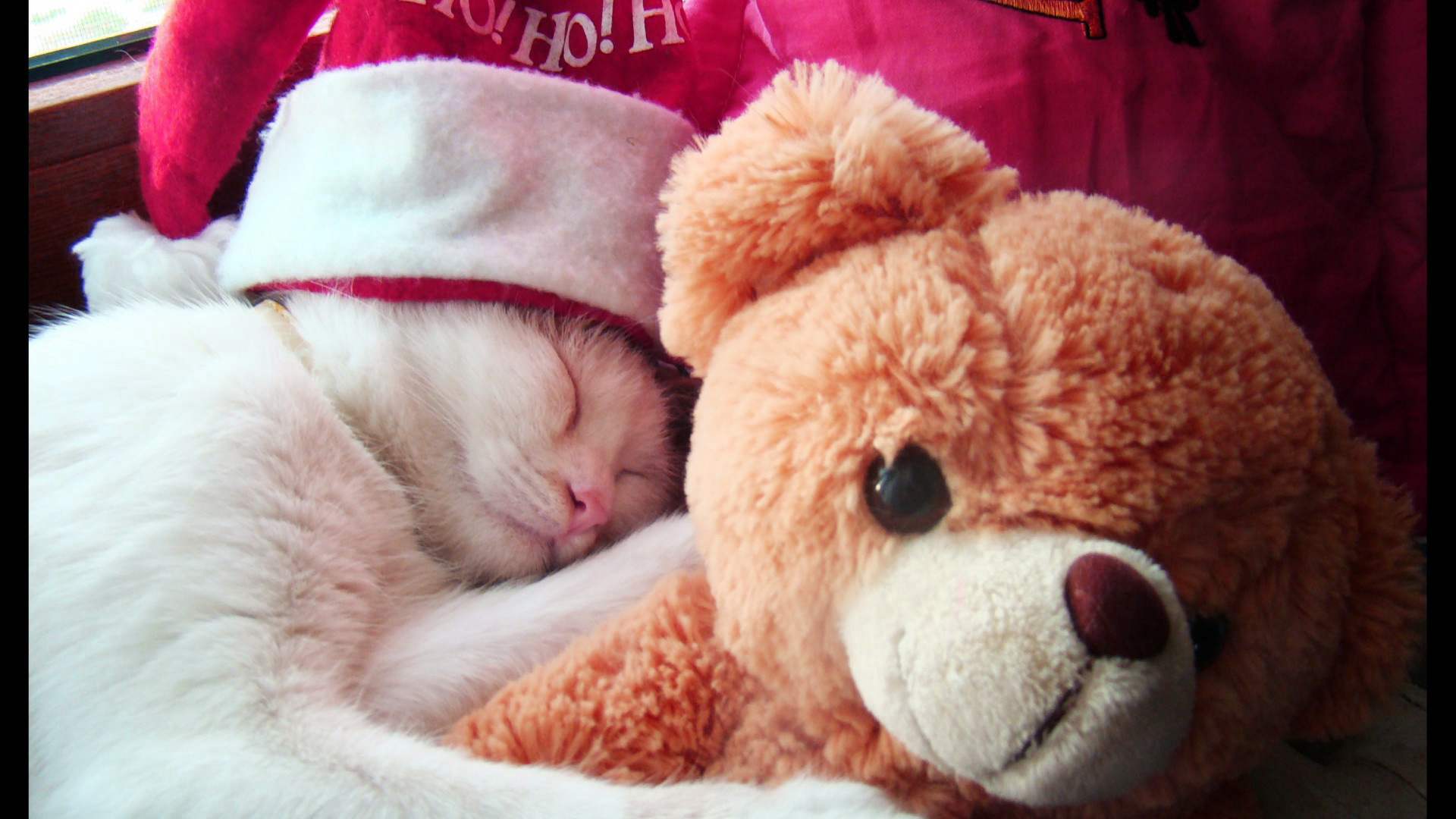 Cute Teddy Bear Hd Wallpaper - Happy Teddy Day Cat , HD Wallpaper & Backgrounds