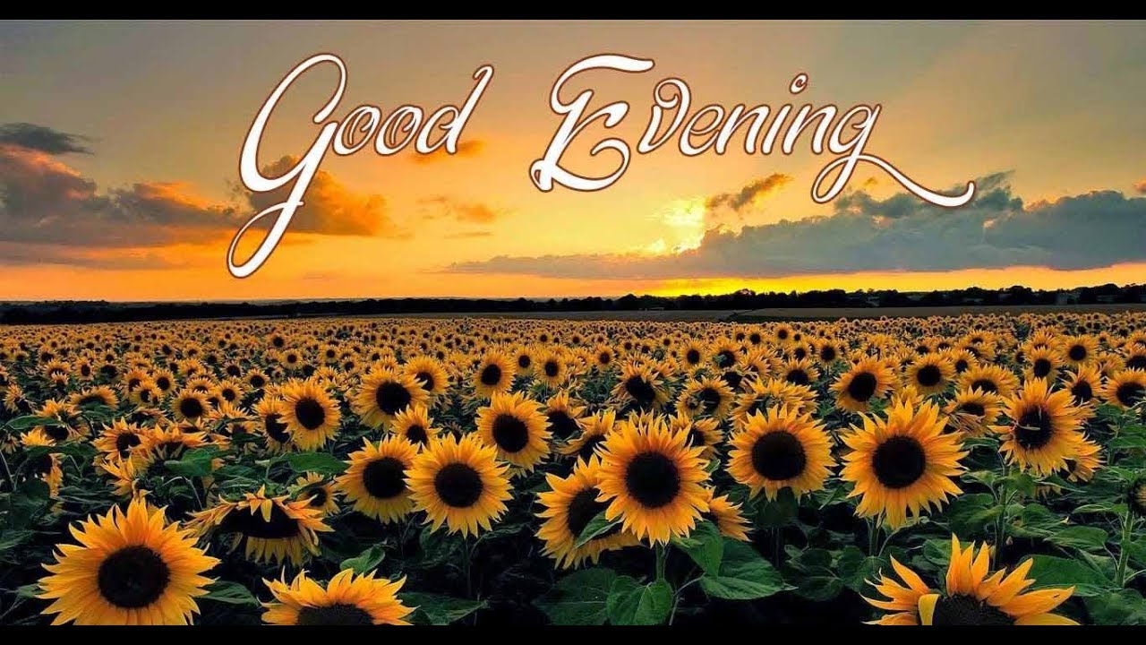 Good Evening Images Wallpaper Video For Whatsapp And - Desktop Sunflower Wallpaper Hd , HD Wallpaper & Backgrounds