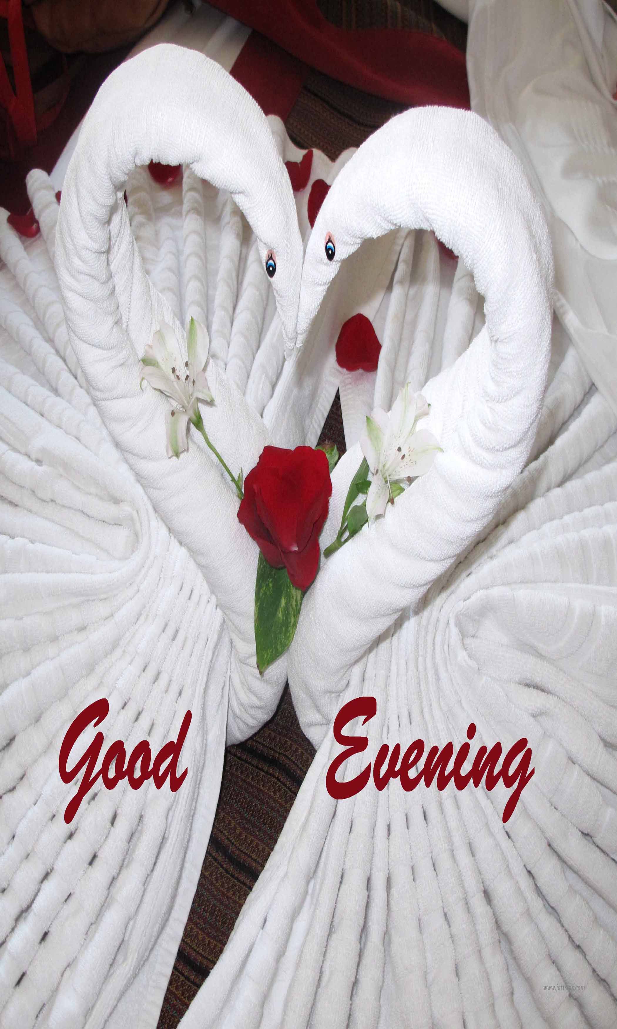 Lovebird Good Evening Photos Iphone Hd Free Download - Good Evening Love Wishes , HD Wallpaper & Backgrounds