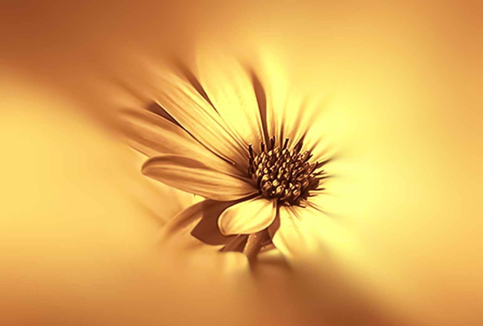 Sun Yellow Good Flower Morning Wallpaper Scenery For - Good Morning With Flowers Sun , HD Wallpaper & Backgrounds