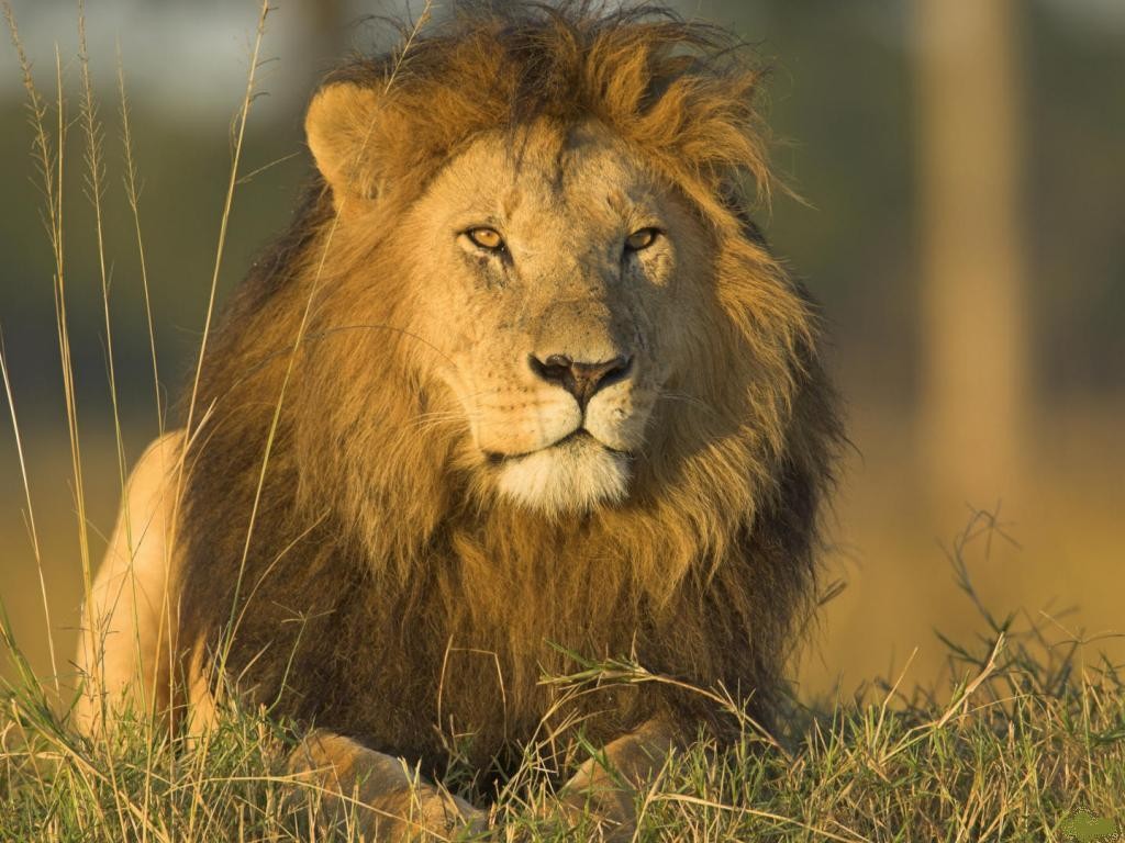 Other Masai Kenya Grass Nice African Animal Lion Mara - Wild Animals And Birdshd , HD Wallpaper & Backgrounds