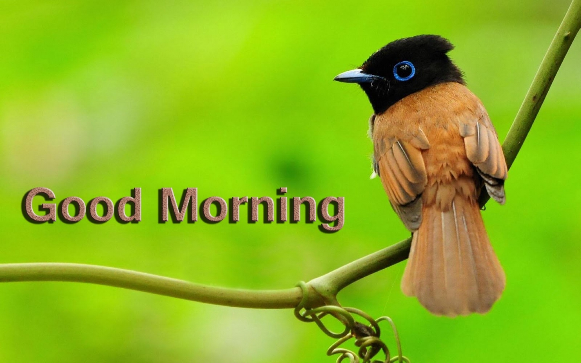 Good Morning Images Hd Birds , HD Wallpaper & Backgrounds