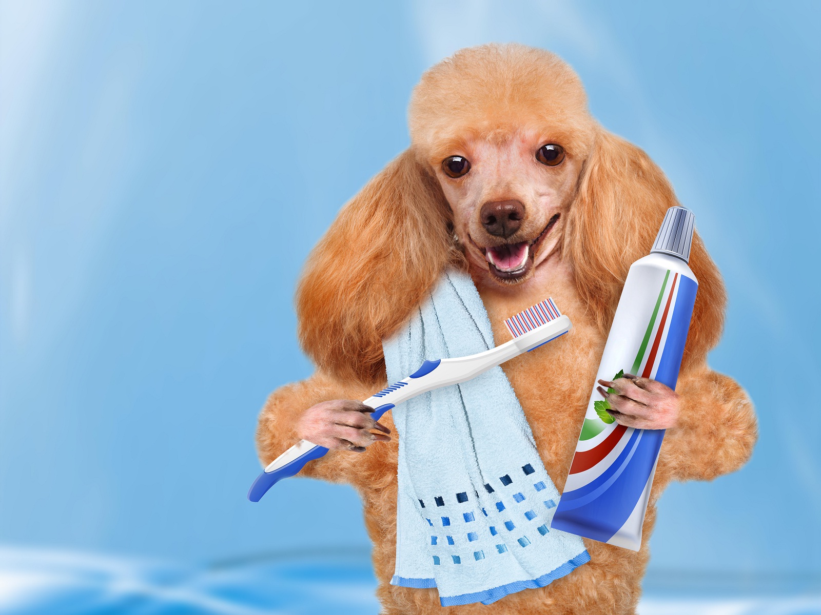 Funny Good Morning Wallpaper Group - Dog Brushing Its Teeth , HD Wallpaper & Backgrounds