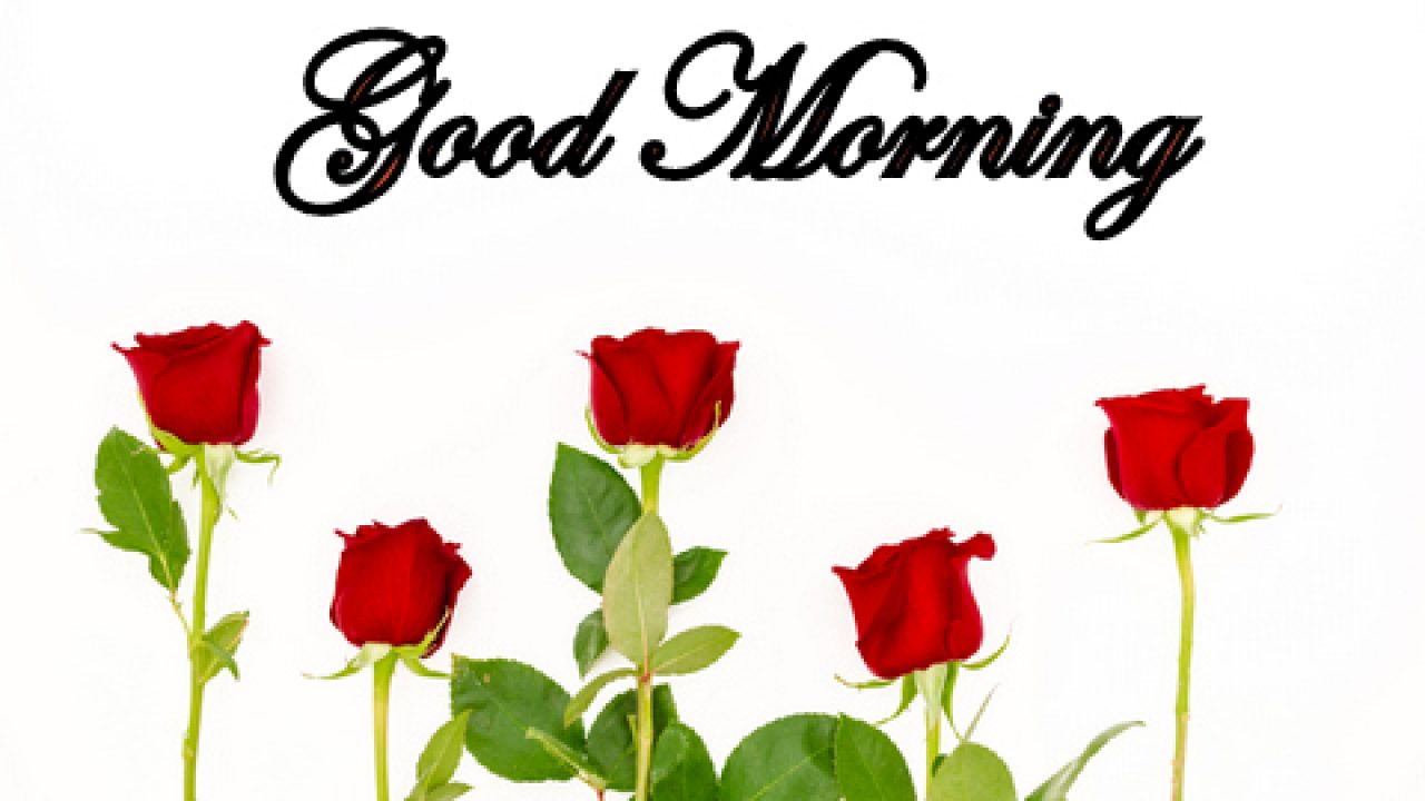Good Morning Single Red Rose , HD Wallpaper & Backgrounds