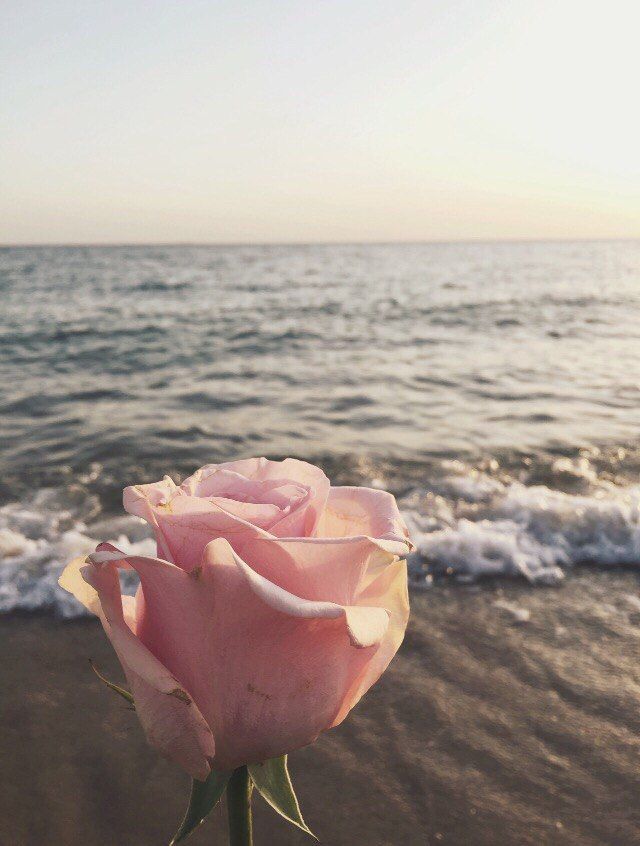 Rose And Sea Wallpaper Backgrounds, Rose Wallpaper, - God Says Whoever You Love More Than Me Rumi , HD Wallpaper & Backgrounds
