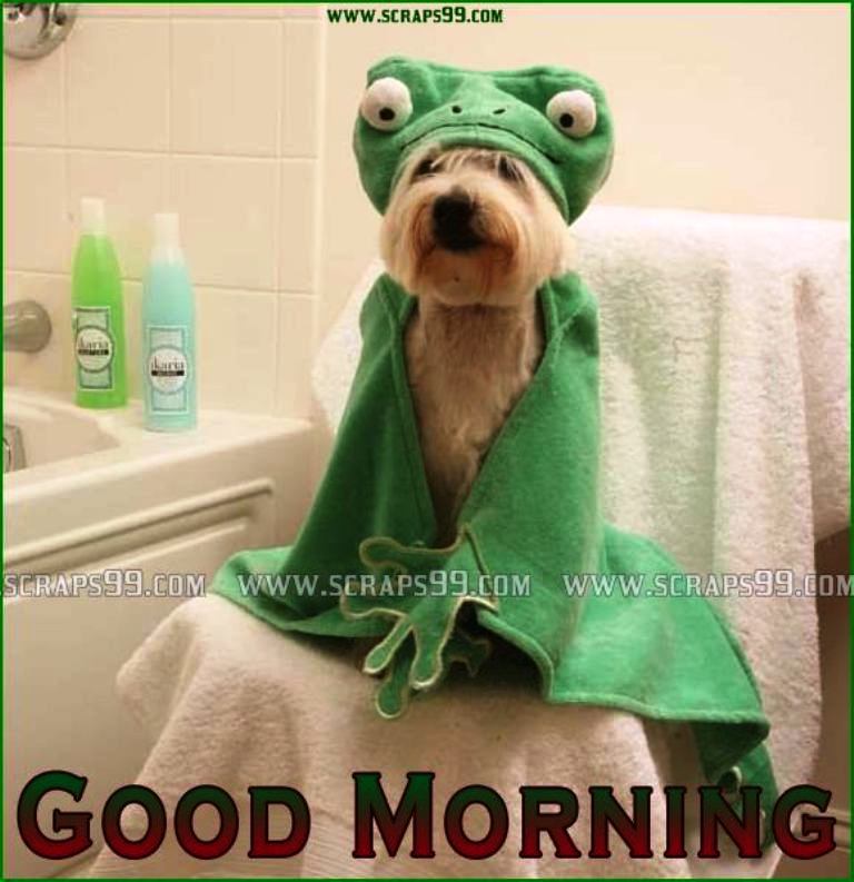 Good Morning Wish Funny , HD Wallpaper & Backgrounds