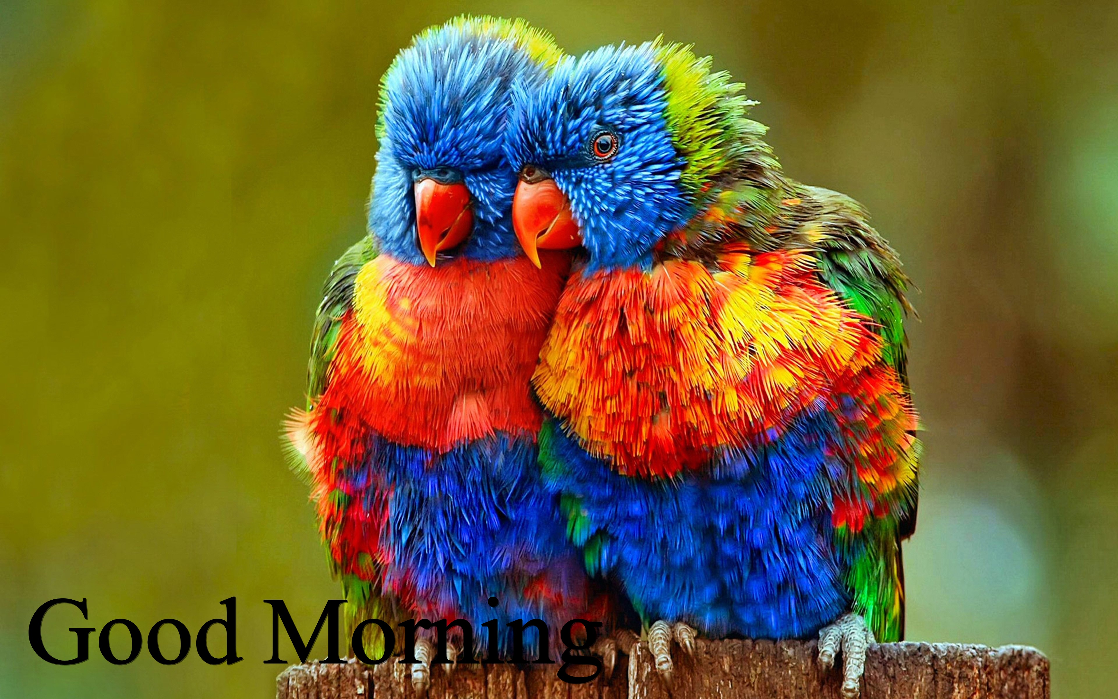 Good Morning Love Pair Birds Hd Wallpapers - Full Hd Love Bird , HD Wallpaper & Backgrounds