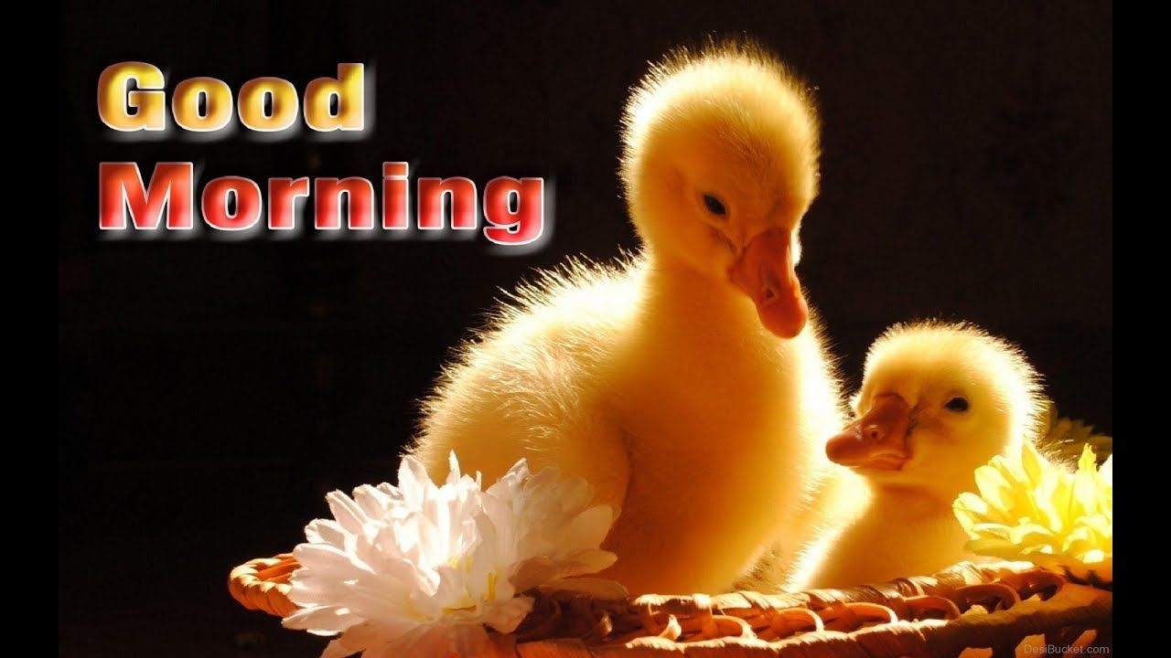Good Morning Images Cute Wallpapers Photos Pics Wishes - Cute Good Morning Images Hd , HD Wallpaper & Backgrounds