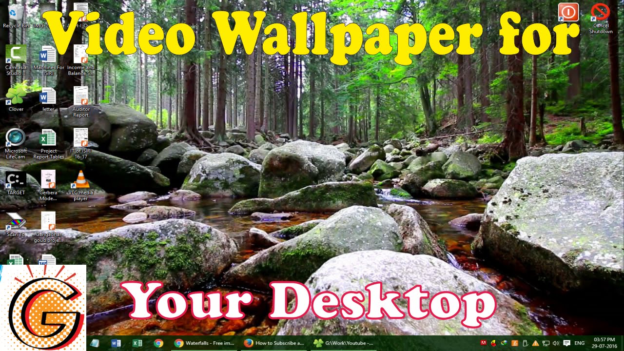 Video Wallpaper For Your Desktop - Old-growth Forest , HD Wallpaper & Backgrounds