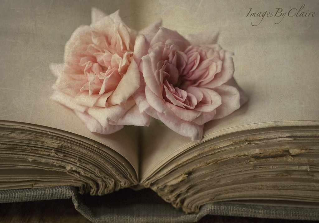 Roses Old Shakespeare Open Pink Life Book Wallpaper - Book Love , HD Wallpaper & Backgrounds