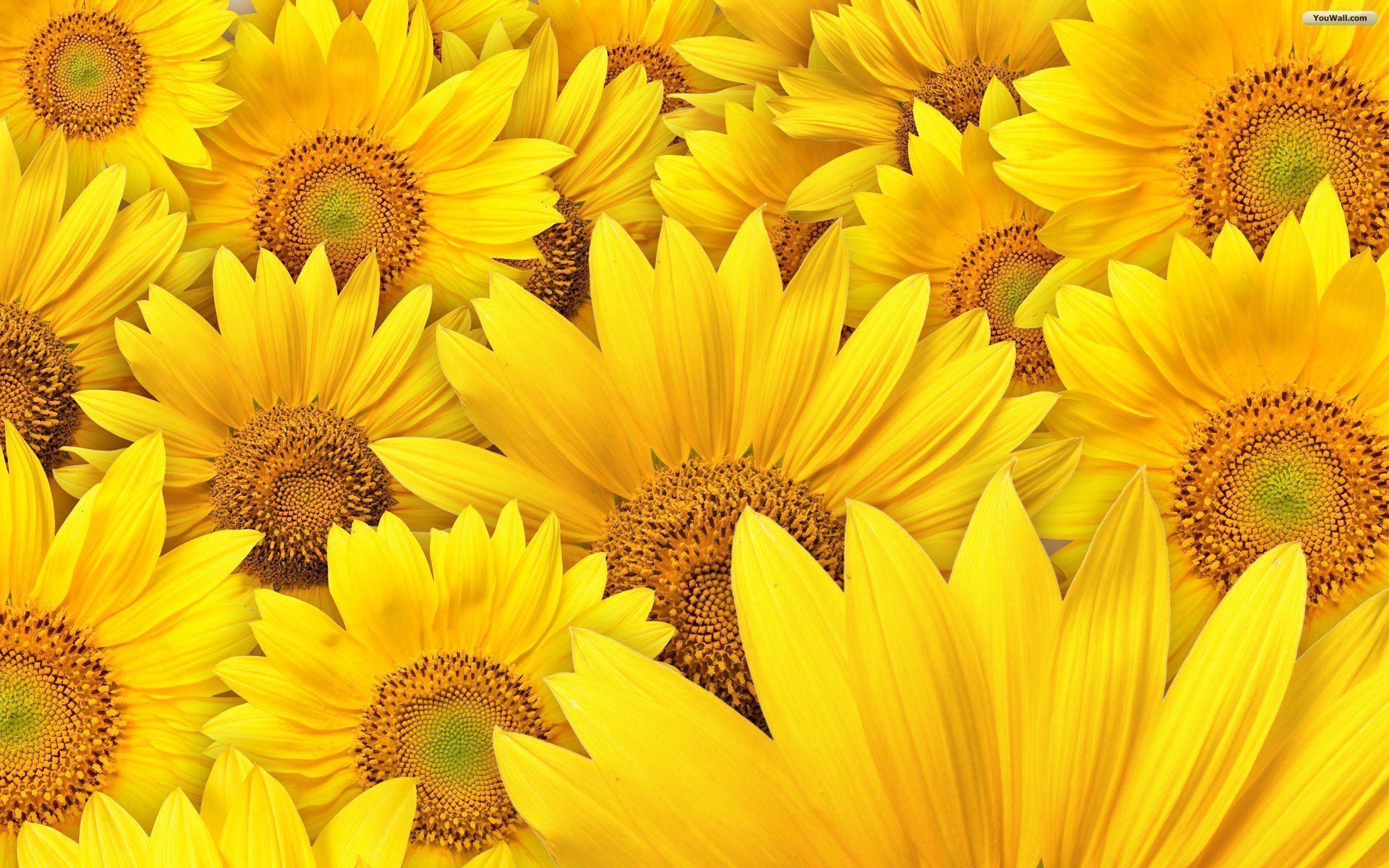 Sunflower Wallpaper Border House - Sunflower Background , HD Wallpaper & Backgrounds