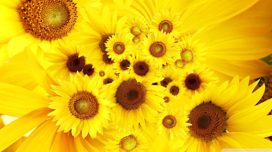 Download Wallpaper Golden Flowers - Fondos De Pantalla Para Pc Girasoles , HD Wallpaper & Backgrounds