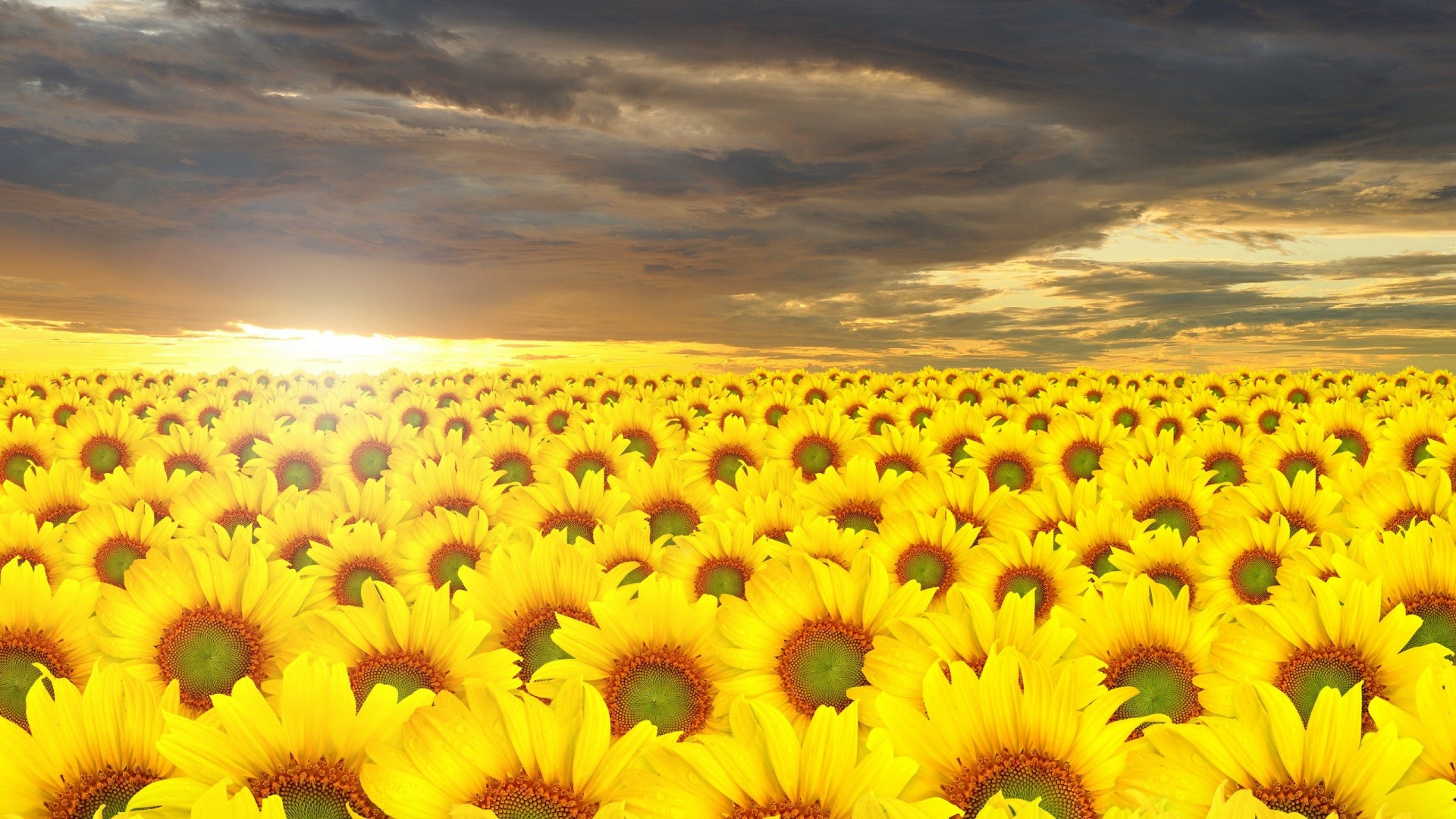 Sunflower Field Wallpaper - Sunflower Hd Wallpaper 1080p , HD Wallpaper & Backgrounds