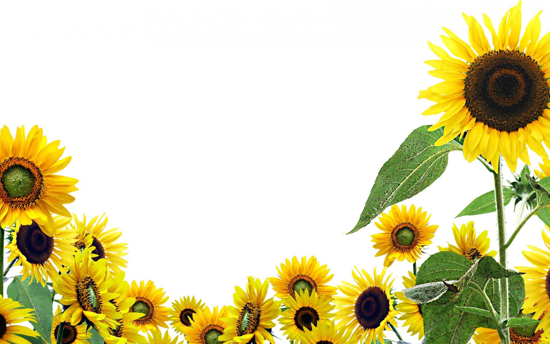 Sunflowers With Transparent Background (#2028466) - HD Wallpaper