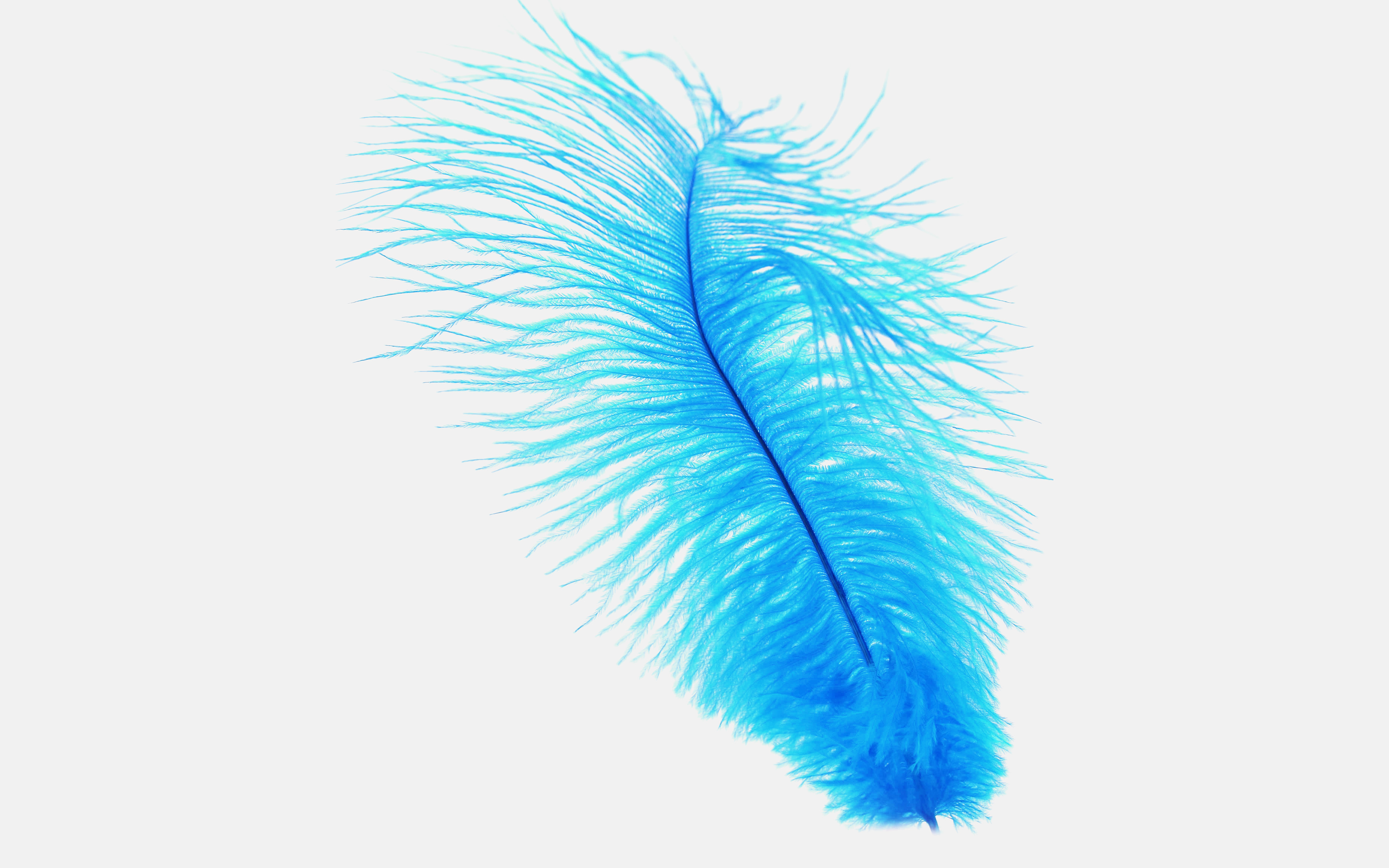 Blue Feather - Iphone 7 Wallpaper Hd White , HD Wallpaper & Backgrounds
