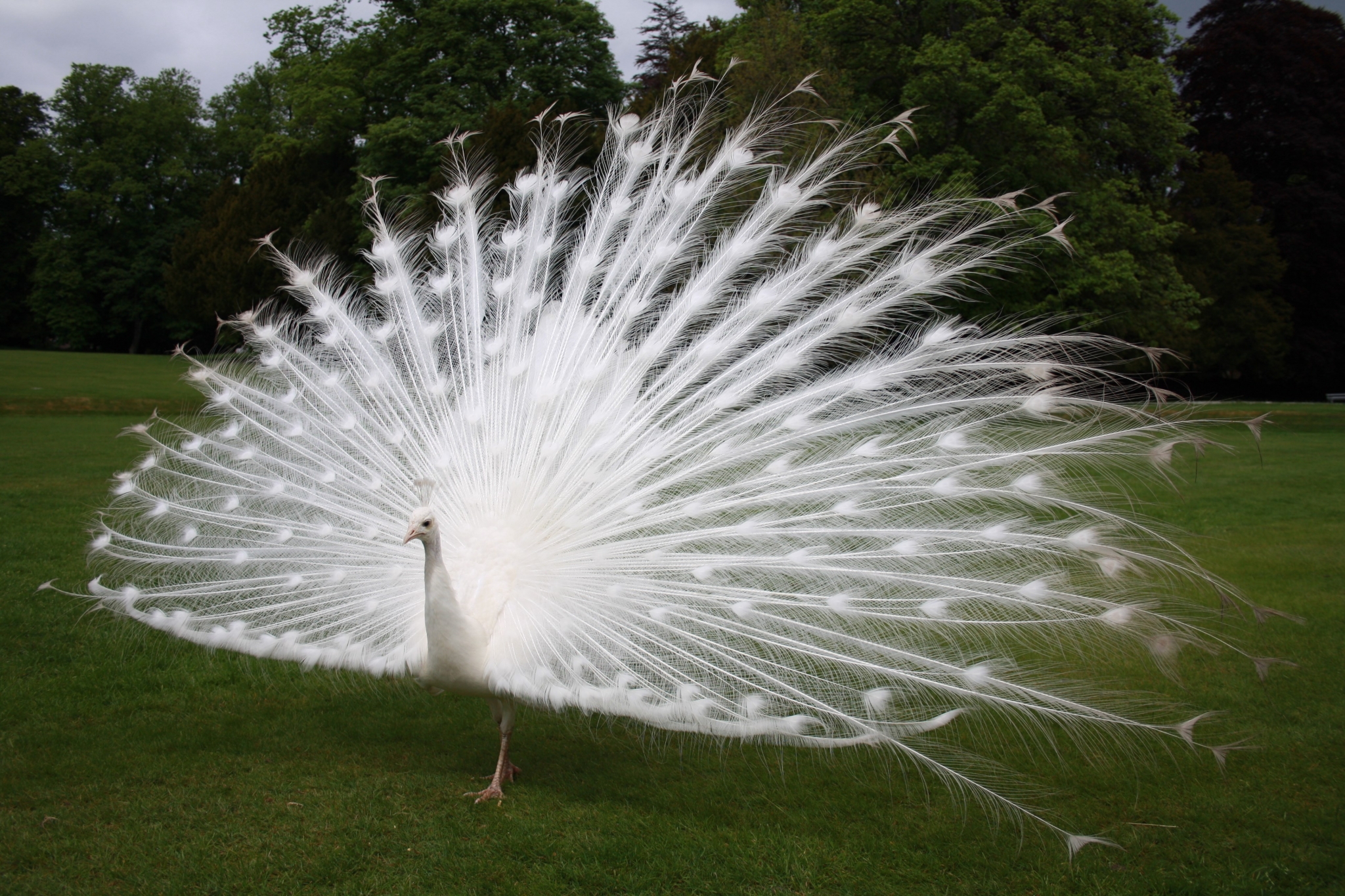 Peacock Wallpaper Free Download - White Peacock , HD Wallpaper & Backgrounds