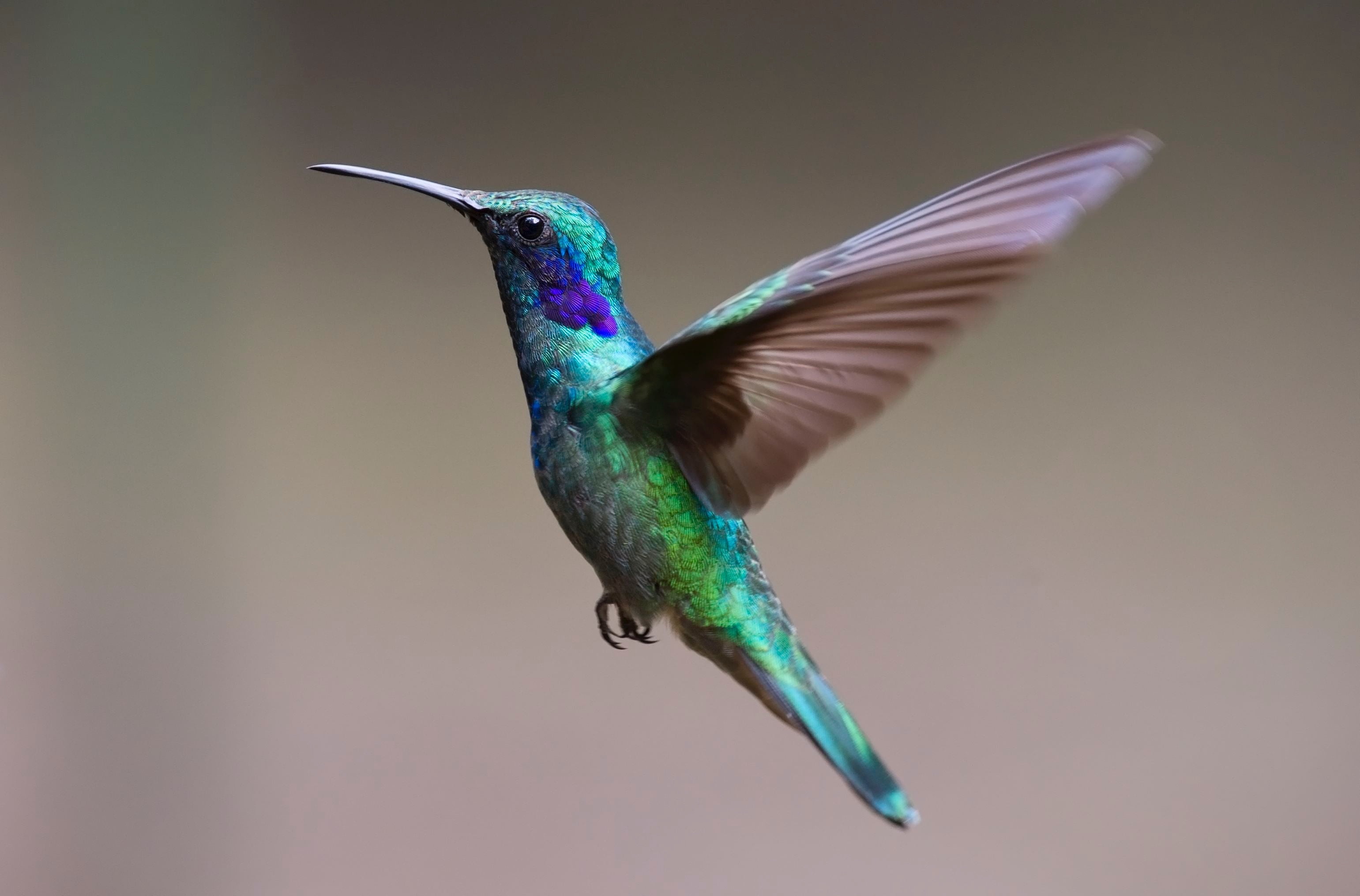 Green And Purple Hummingbird Hd Wallpaper - Migratory Birds With Names , HD Wallpaper & Backgrounds