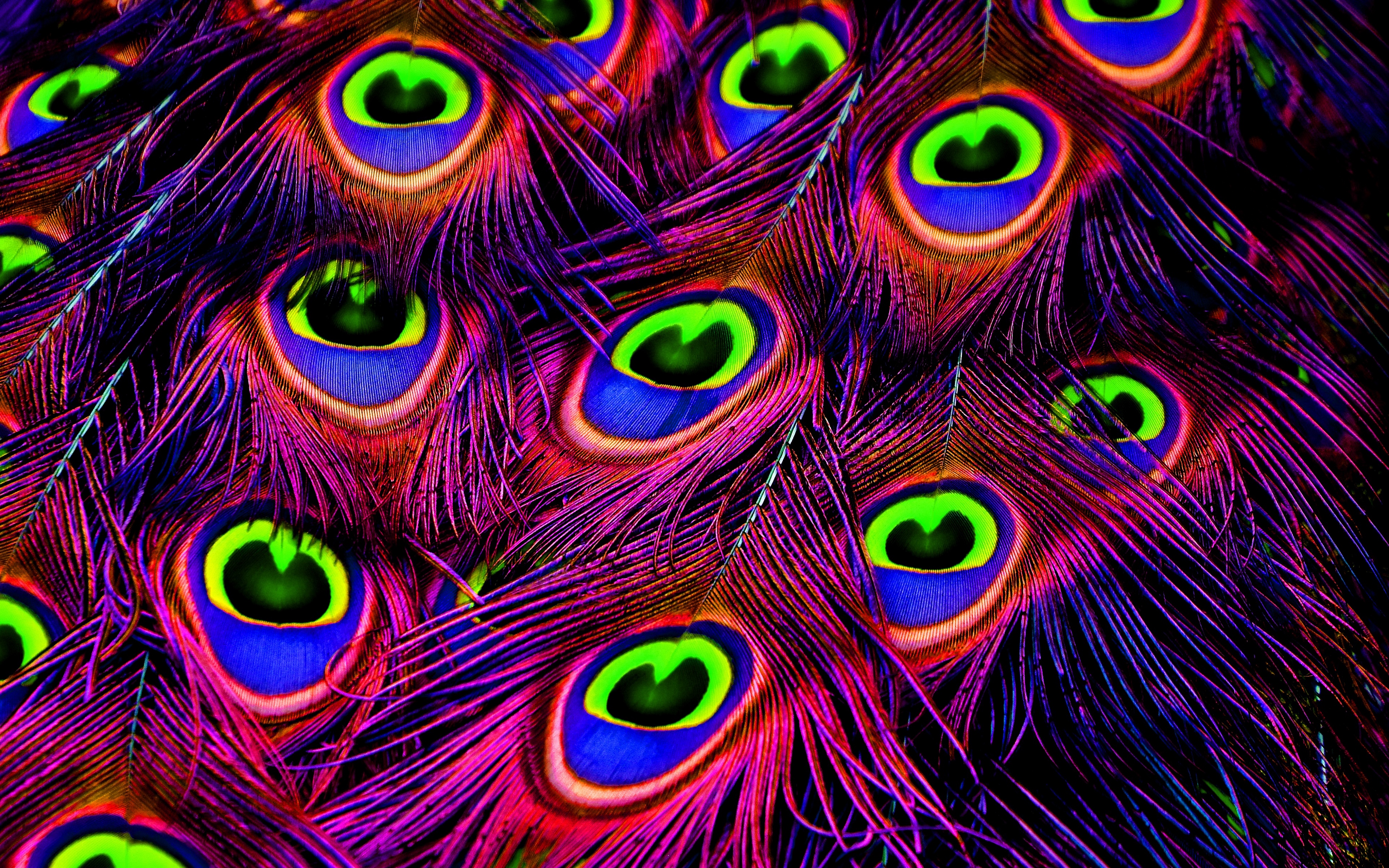 Wallpaper Peacock, Feathers, Bright, Photoshop - Peacock Feather Wallpaper 4k , HD Wallpaper & Backgrounds