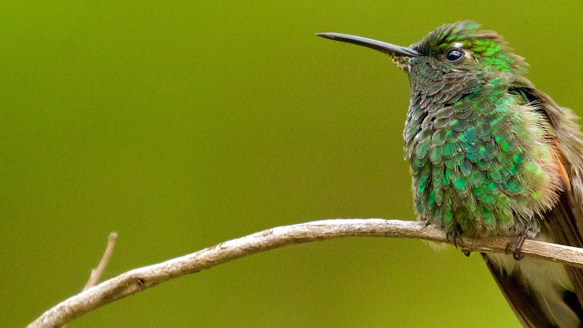 Green Bird (#2028633) - HD Wallpaper & Backgrounds Download