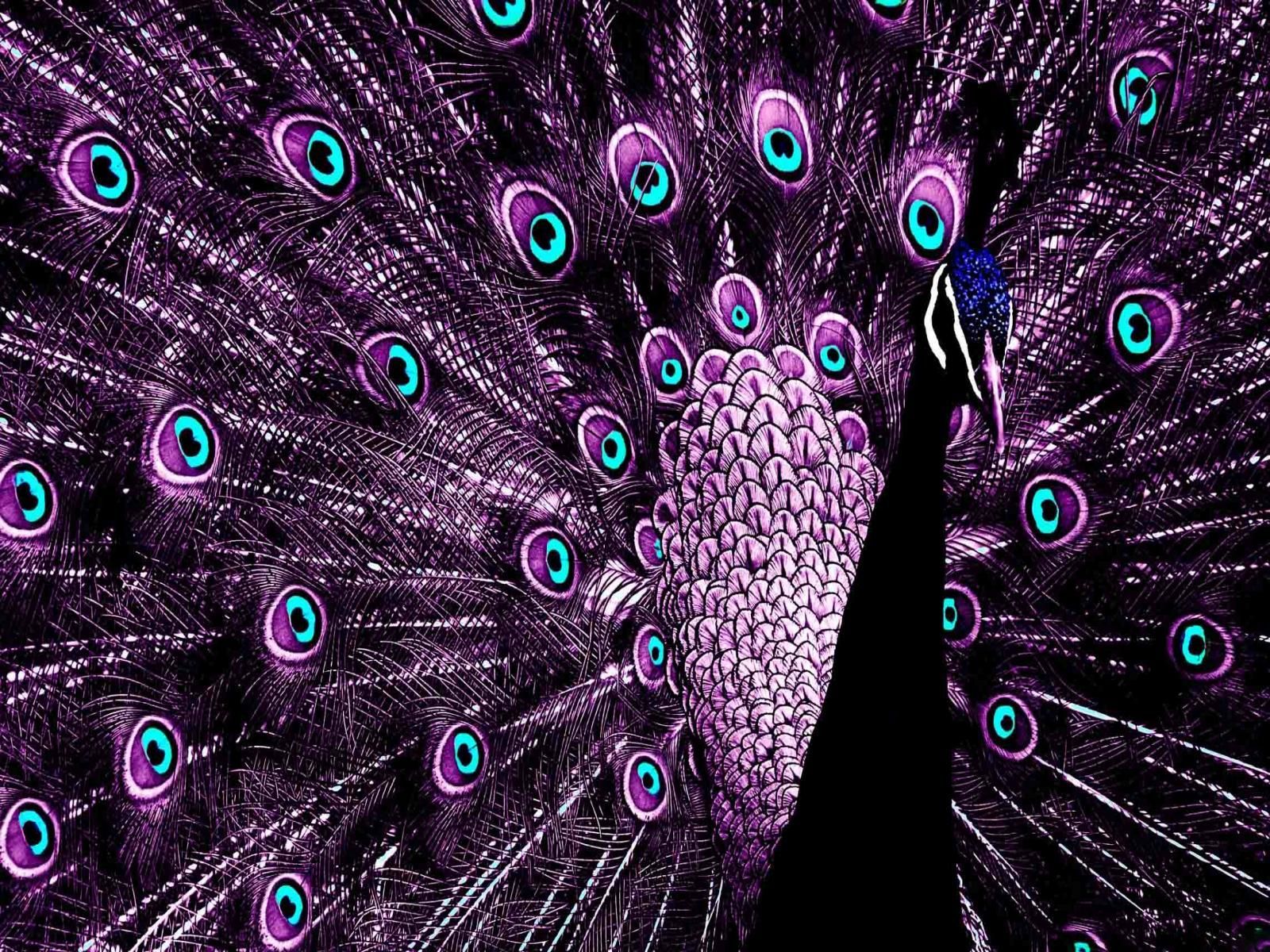 Blue And Purple Peacock , HD Wallpaper & Backgrounds