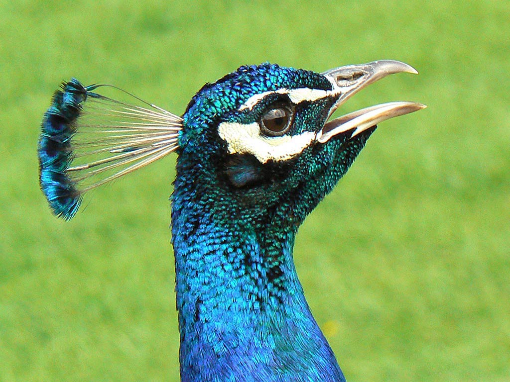 Free Peacock Wallpaper Wallpapers Download - Peacock Food Chain Diagram , HD Wallpaper & Backgrounds