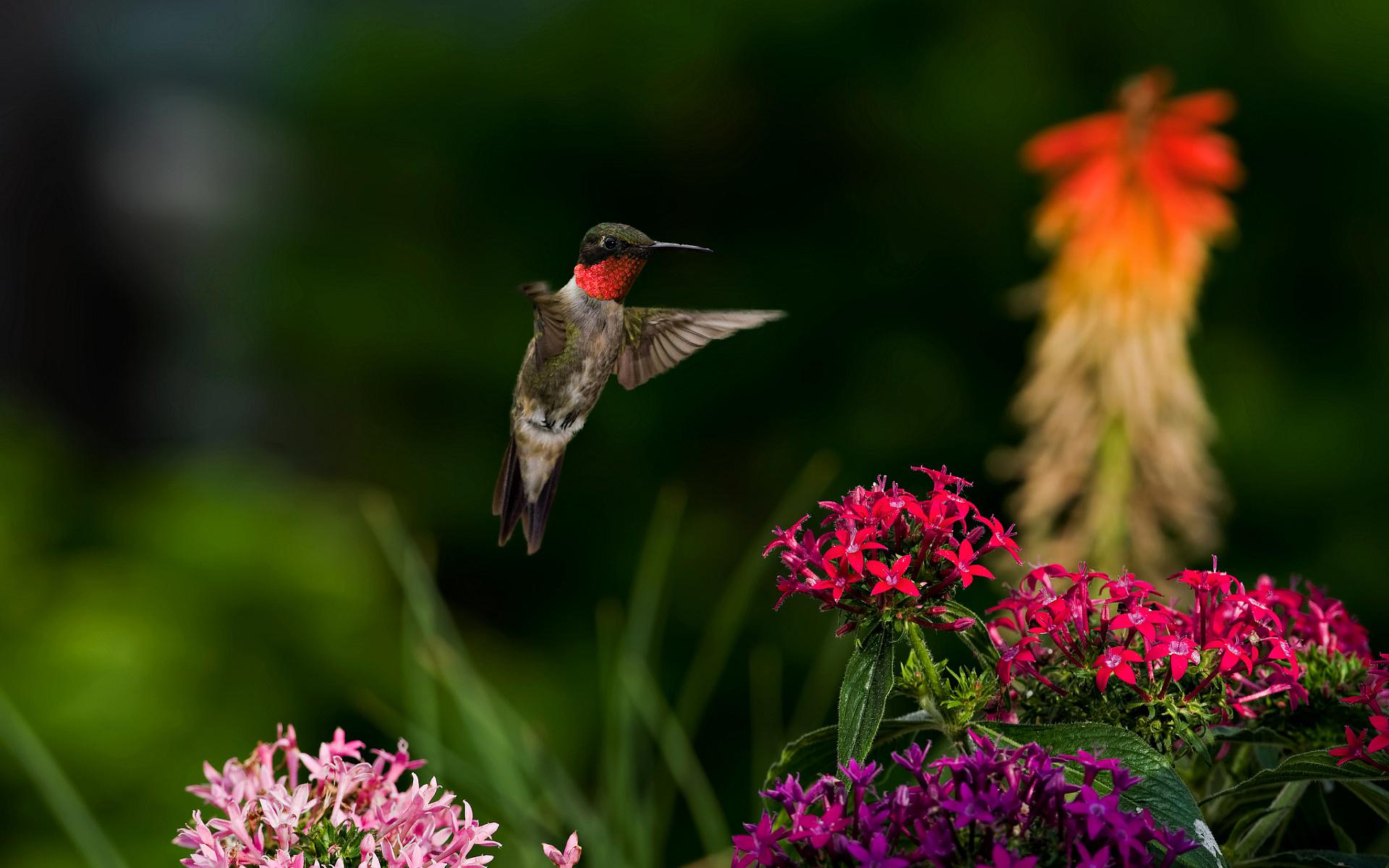 Ruby Throated Hummingbirds And Flowers Wallpaper - Hummingbird Wallpaper Hd , HD Wallpaper & Backgrounds