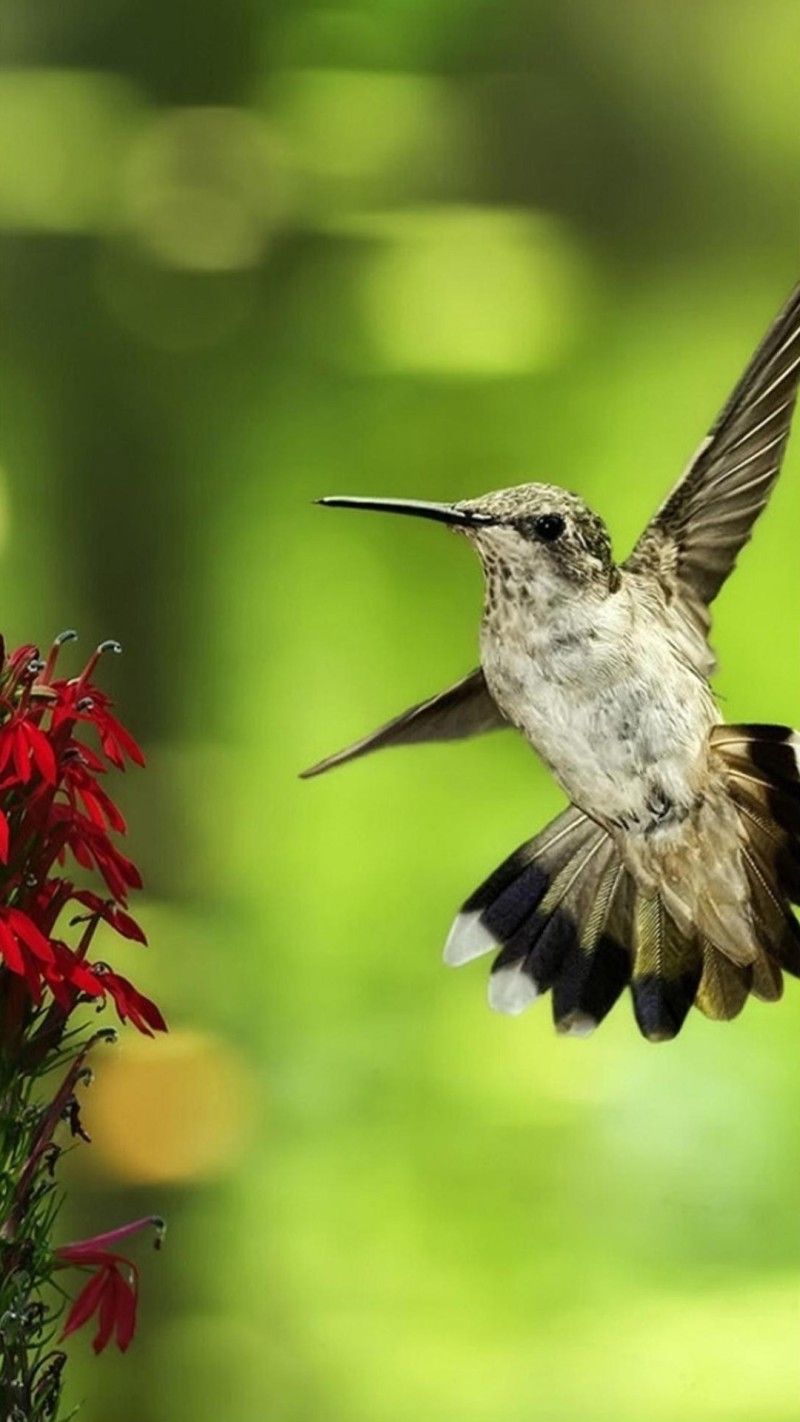 #birds, Hummingbird Wallpaper Hd, Desktop Backgrounds, - Hummingbird Wallpaper Iphone , HD Wallpaper & Backgrounds