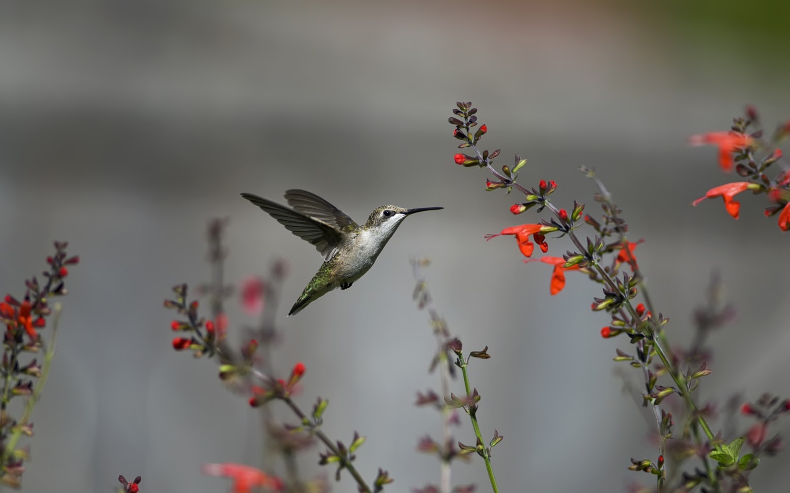 Little Hummingbird And Flowers Hd Wallpaper - Hd Pc Wallpaper Hummingbirds , HD Wallpaper & Backgrounds