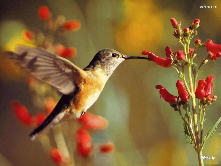 Hummingbirds And Flowers Hd , HD Wallpaper & Backgrounds