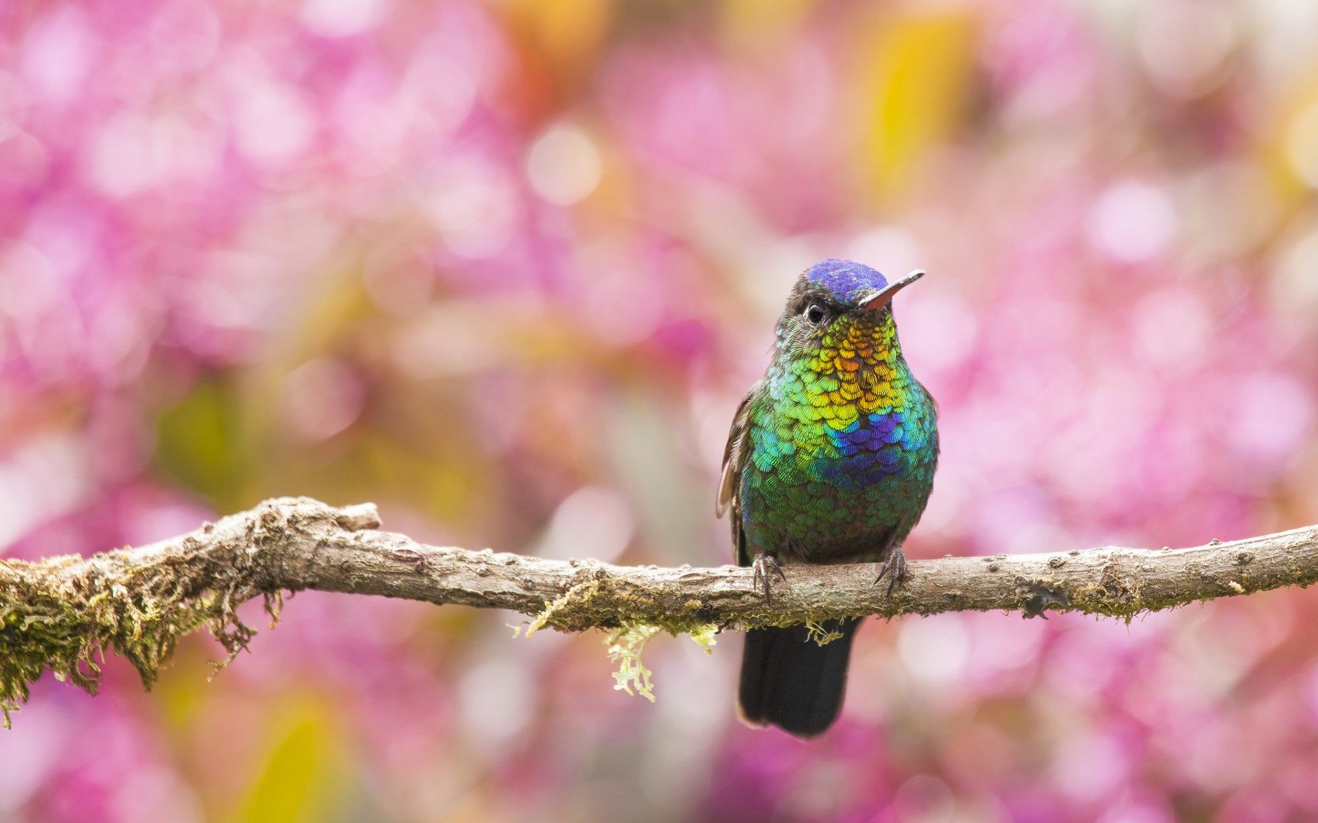Hummingbird Colorful Background Wallpaper Hd Download , HD Wallpaper & Backgrounds
