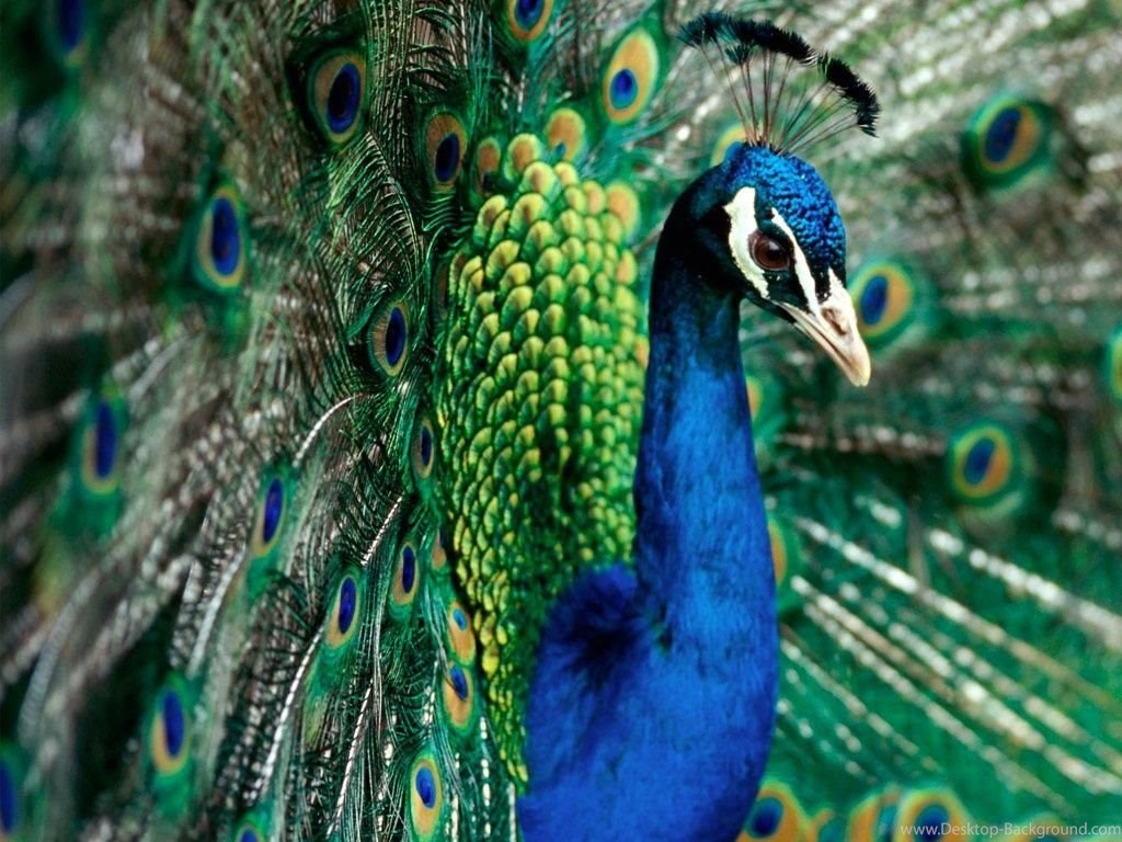 Indian Peafowl Hd , HD Wallpaper & Backgrounds