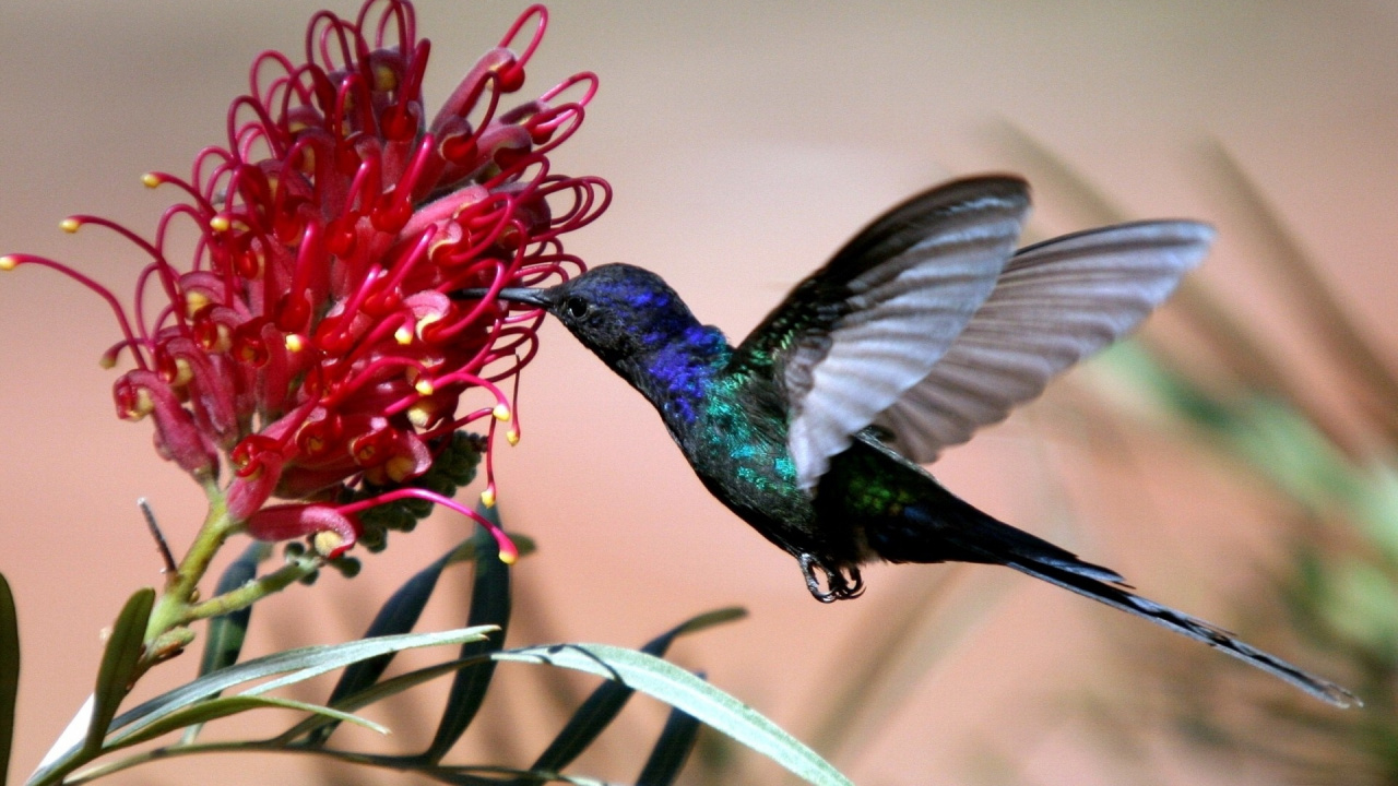 Pollinator, Bird, Flora, Nectar, Hummingbird Wallpaper - Lindas Imagens Beija Flor , HD Wallpaper & Backgrounds