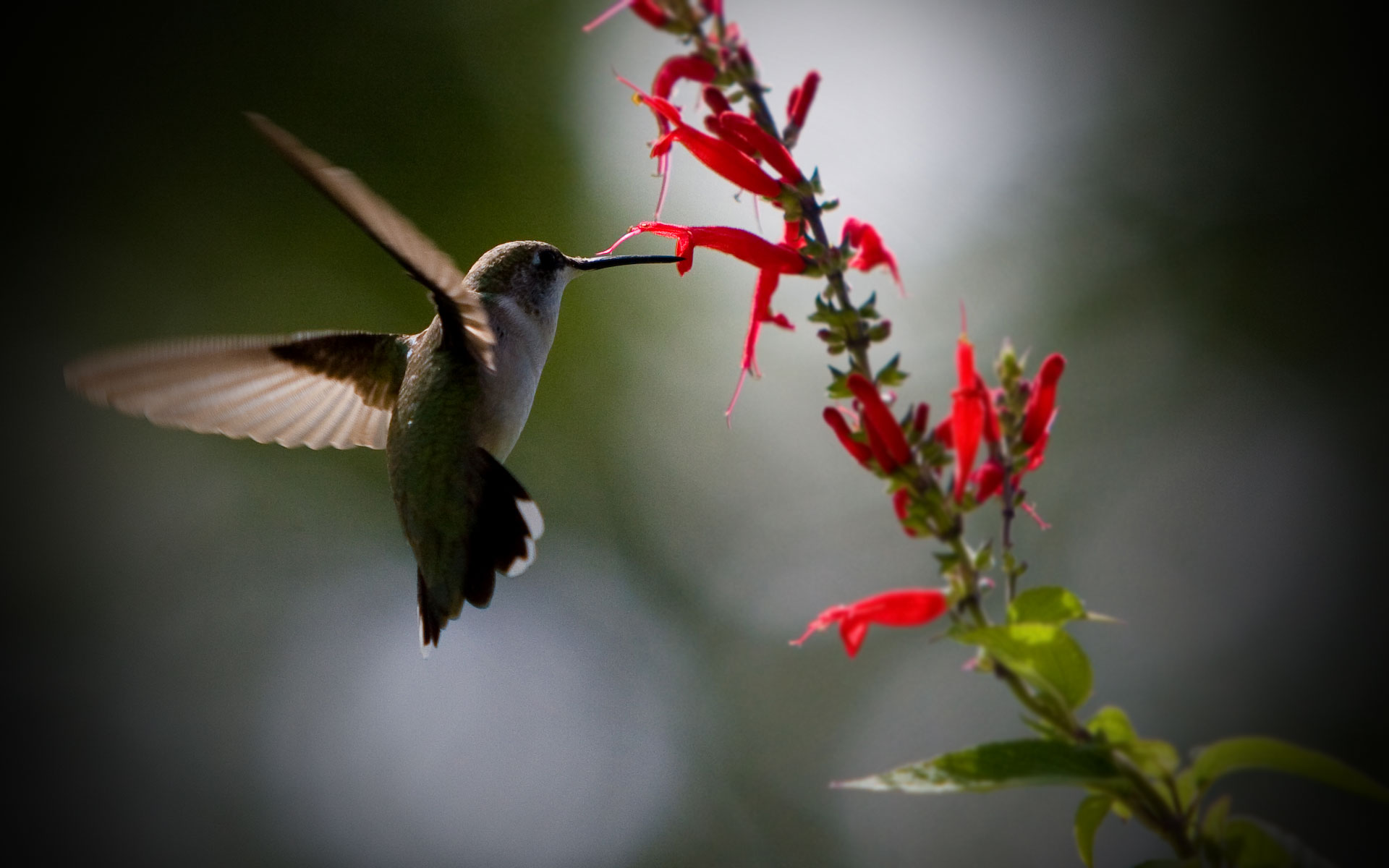 Hummingbird Wallpapers High Resolution , HD Wallpaper & Backgrounds