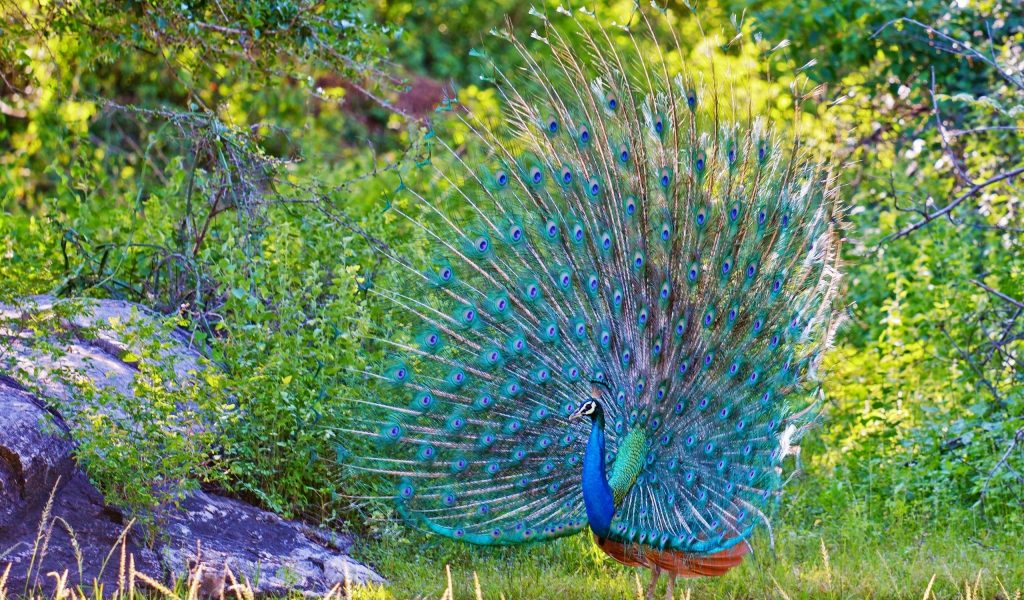 Greatest The Peacock Wallpaper - Animals Image Hd Download , HD Wallpaper & Backgrounds