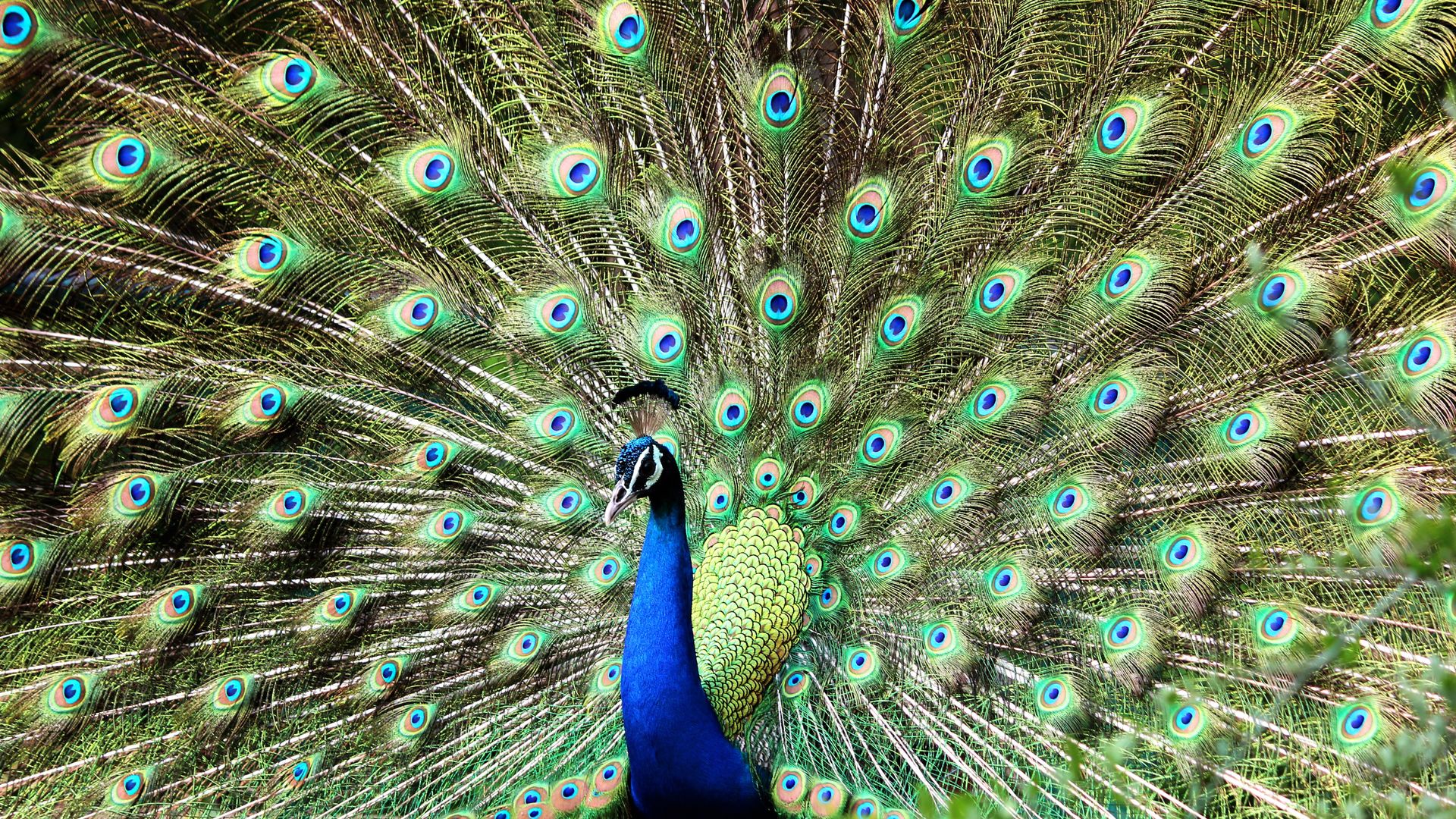 Blue And Green Peacock Wallpaper - Peacock , HD Wallpaper & Backgrounds