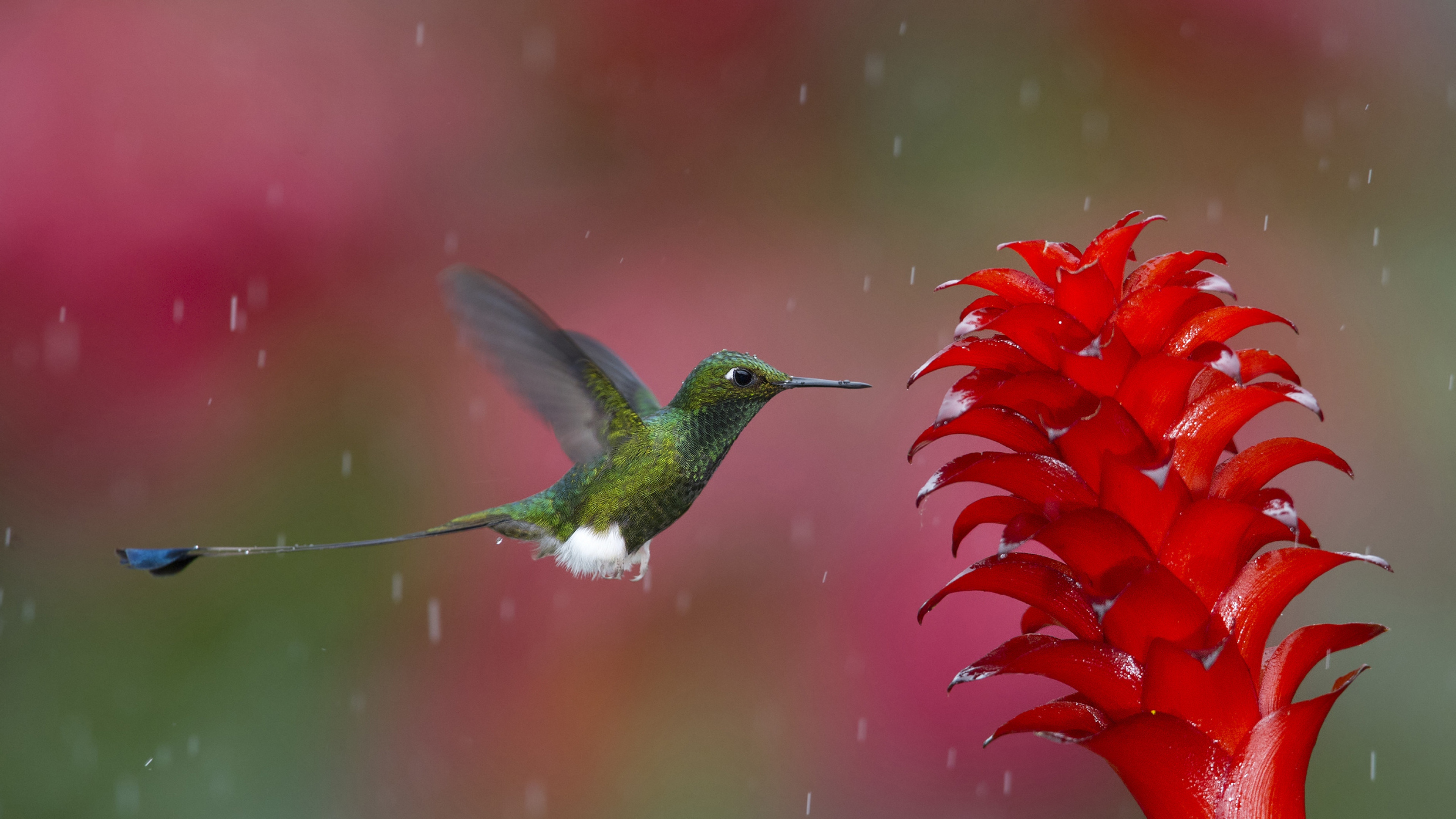 Hummingbird - 1080p Hummingbird , HD Wallpaper & Backgrounds