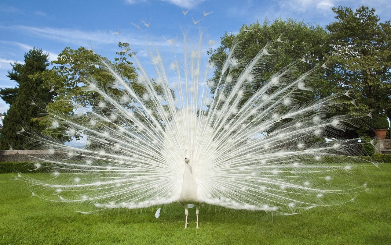 Hd White Peacock Wallpapers - White Peacock , HD Wallpaper & Backgrounds
