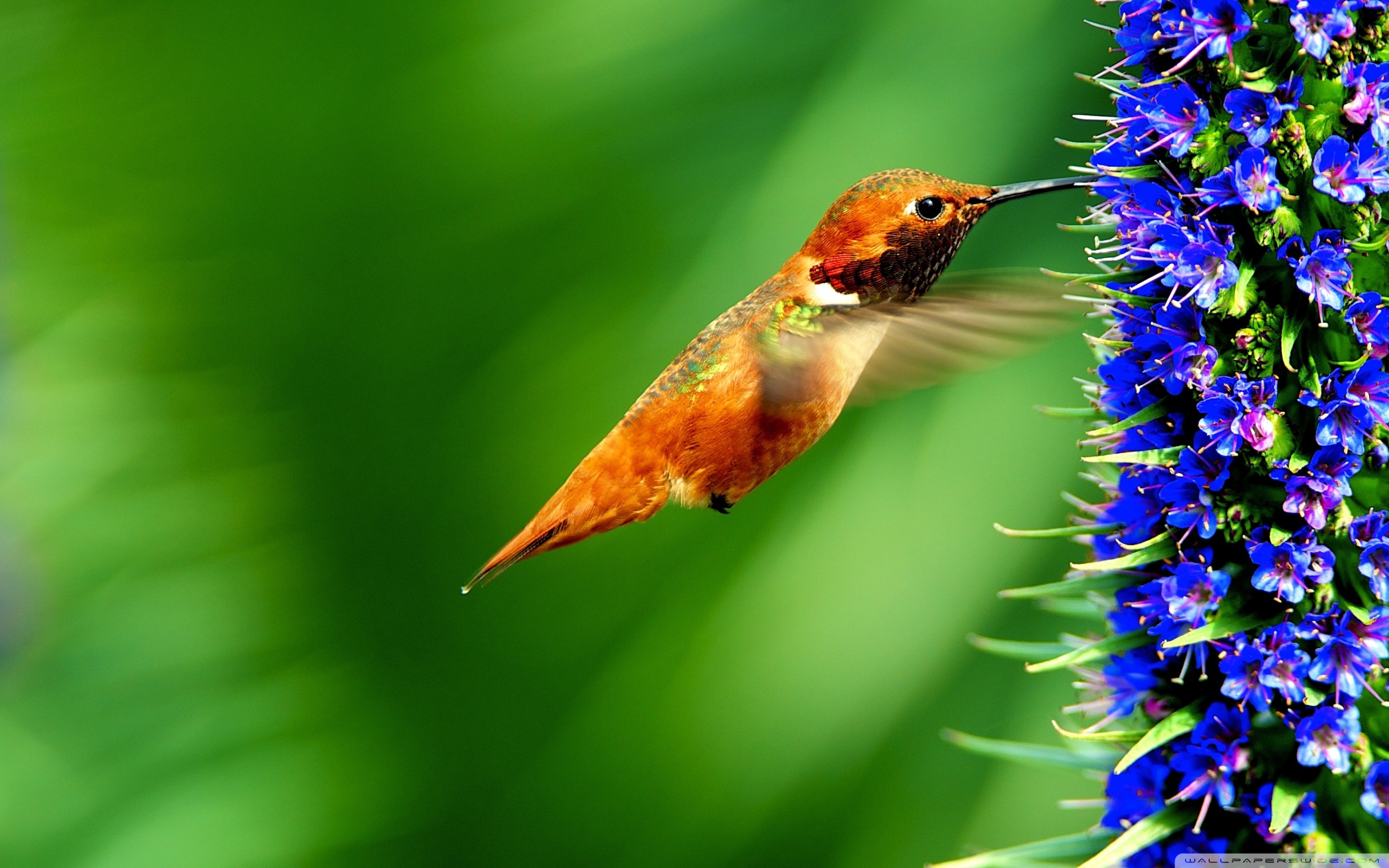 Wide - Hummingbird Wallpaper Mobile , HD Wallpaper & Backgrounds