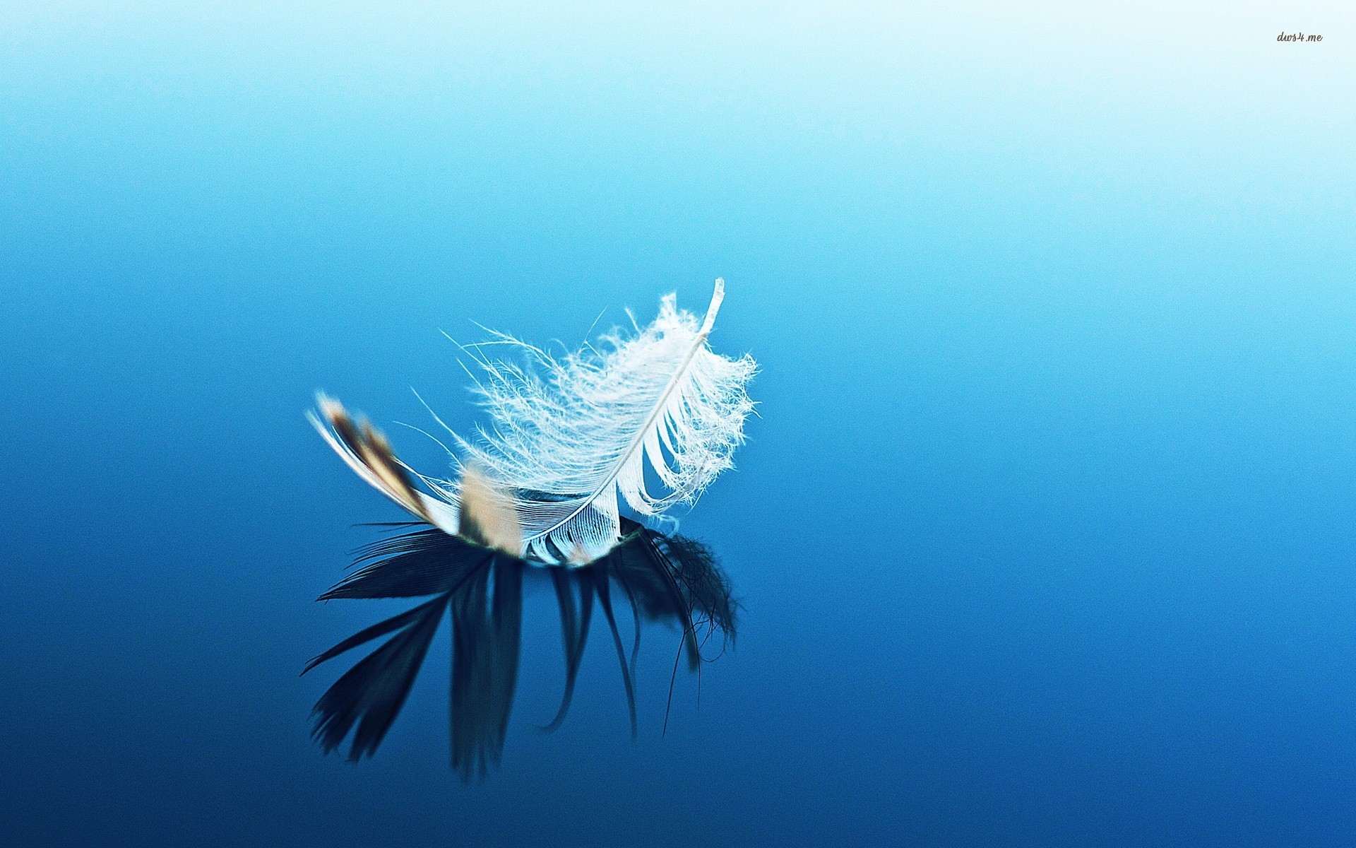 Feather Wallpaper - Feather On Top Of Water , HD Wallpaper & Backgrounds