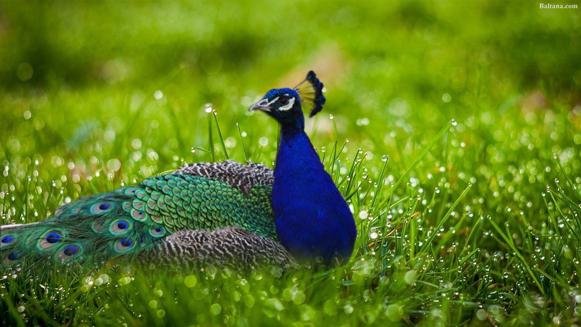 Peacock Background Wallpapers - Nature Green Bokeh Hd , HD Wallpaper & Backgrounds