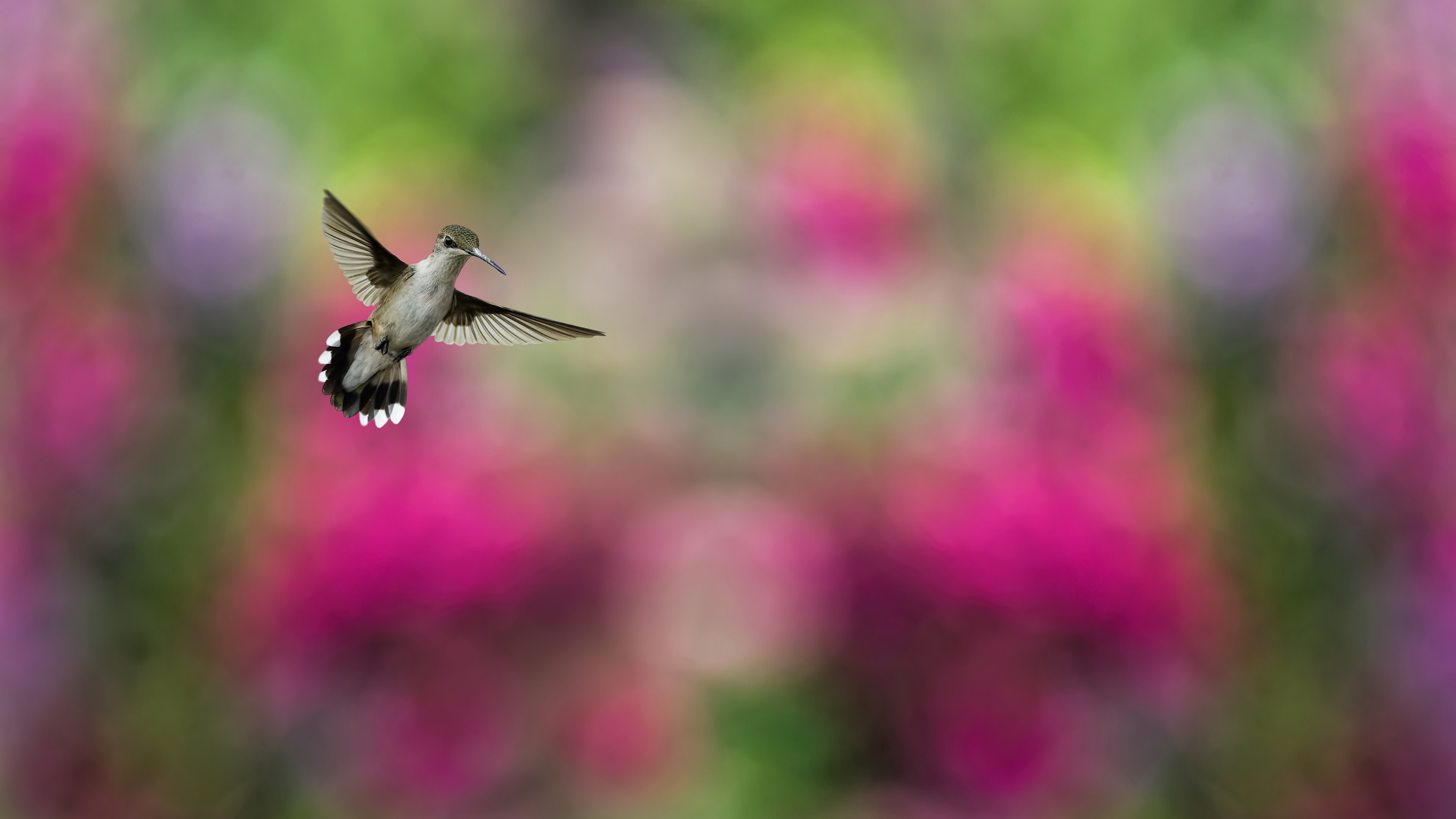 Hummingbirds Hd Desktop Wallpaper - Hd Blur Bird , HD Wallpaper & Backgrounds
