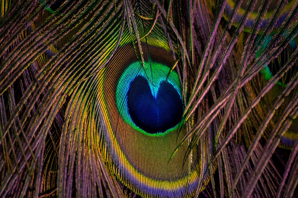 Peacock Feathers, Peacock, Macro, Wallpaper, Background - Phasianidae , HD Wallpaper & Backgrounds