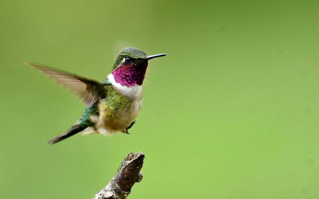Hummingbird Bird Branch Flight Wings Flap - Hummingbird , HD Wallpaper & Backgrounds