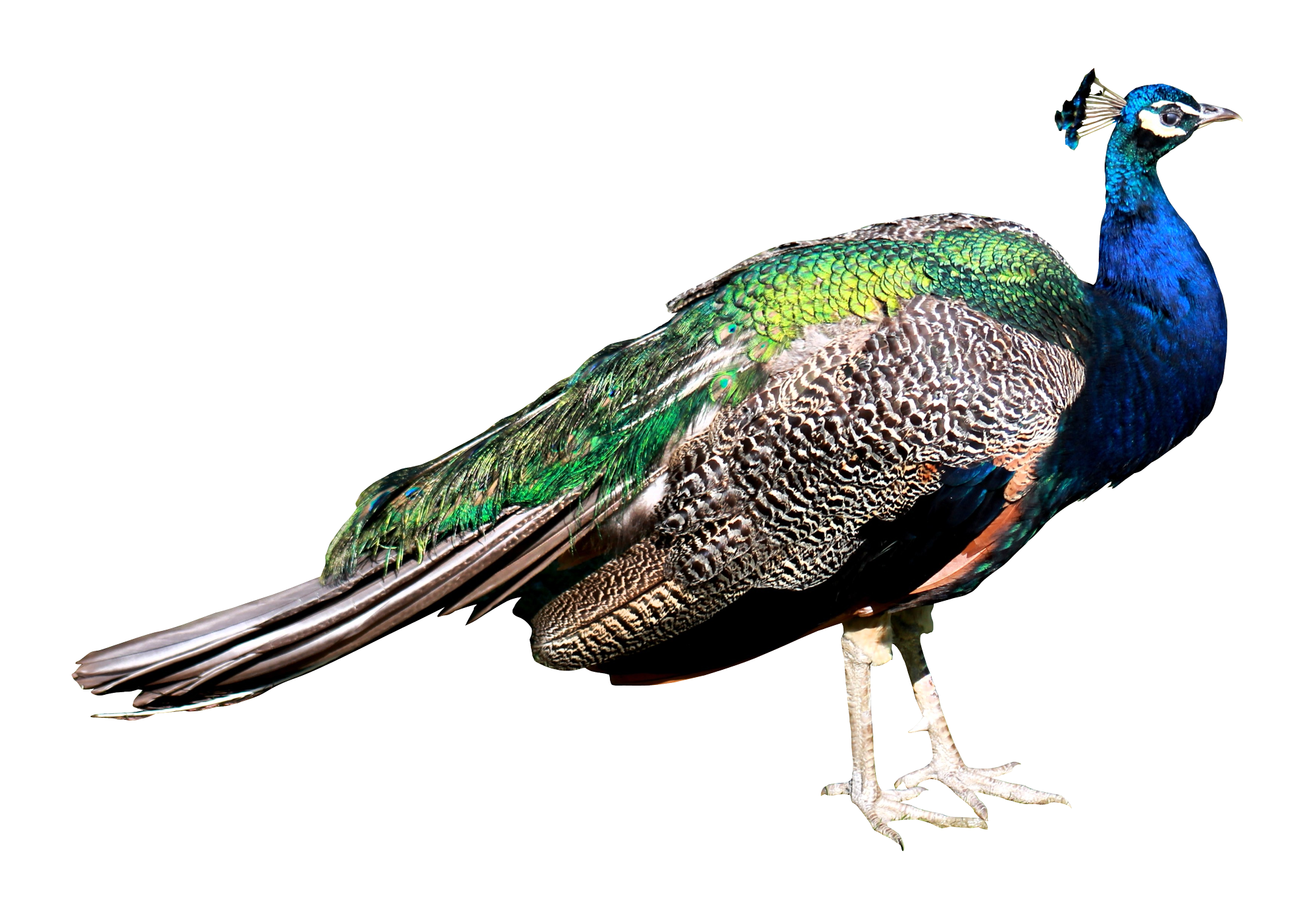 Download Peacock Png Transparent Images Transparent - Peacock Images In Png , HD Wallpaper & Backgrounds
