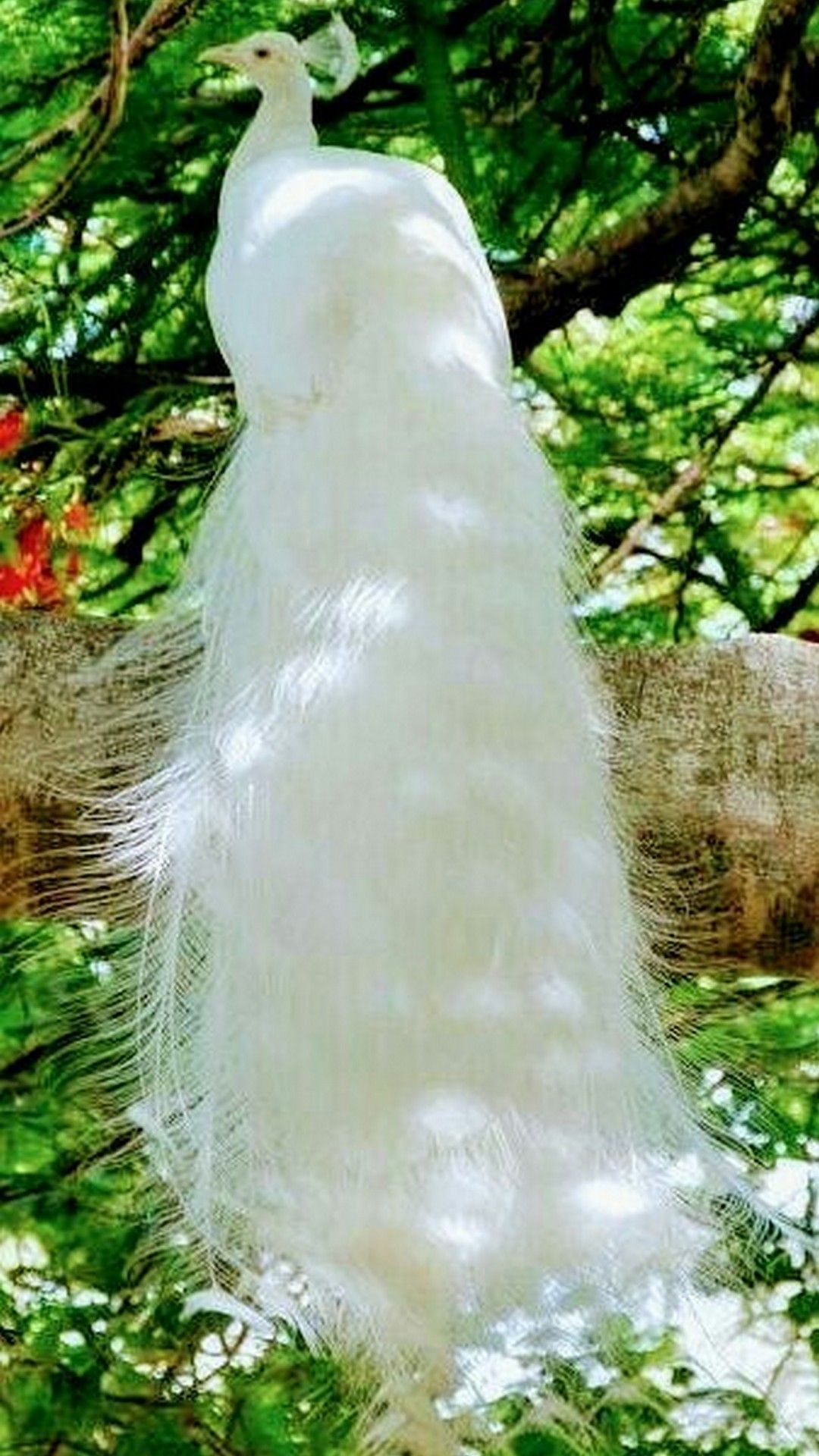 White Peacock Iphone Wallpaper - White Peacock In Tree , HD Wallpaper & Backgrounds