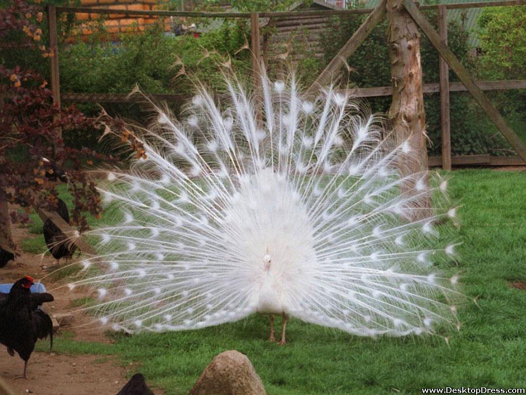 White Peacock - White Peacock Images With Background , HD Wallpaper & Backgrounds