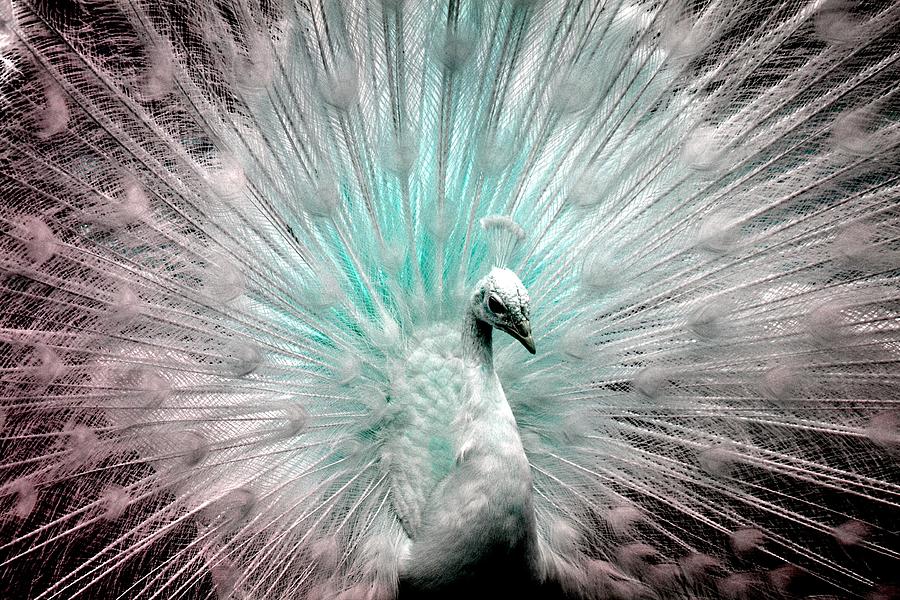 Leucistic White Peacock - Peafowl , HD Wallpaper & Backgrounds